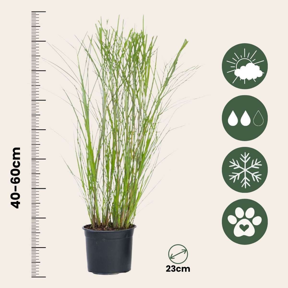 Stuf chinezesc - Miscanthus sinensis 'Gracillimus' - Înălţime 40-60cm - ⌀23cm