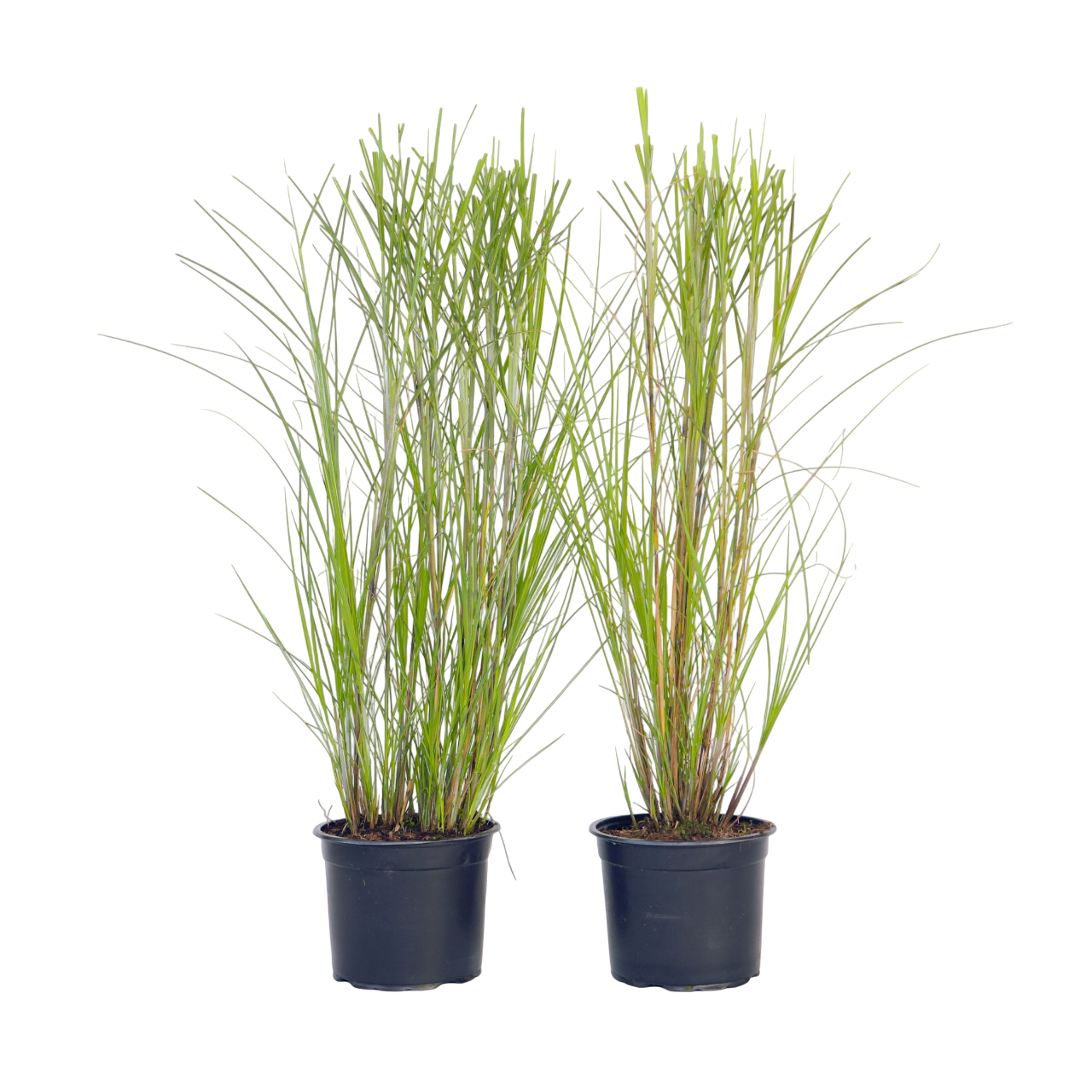 Stuf chinezesc - 2 buc - Miscanthus sinensis 'Gracillimus' - În. 40-60cm - ⌀23cm