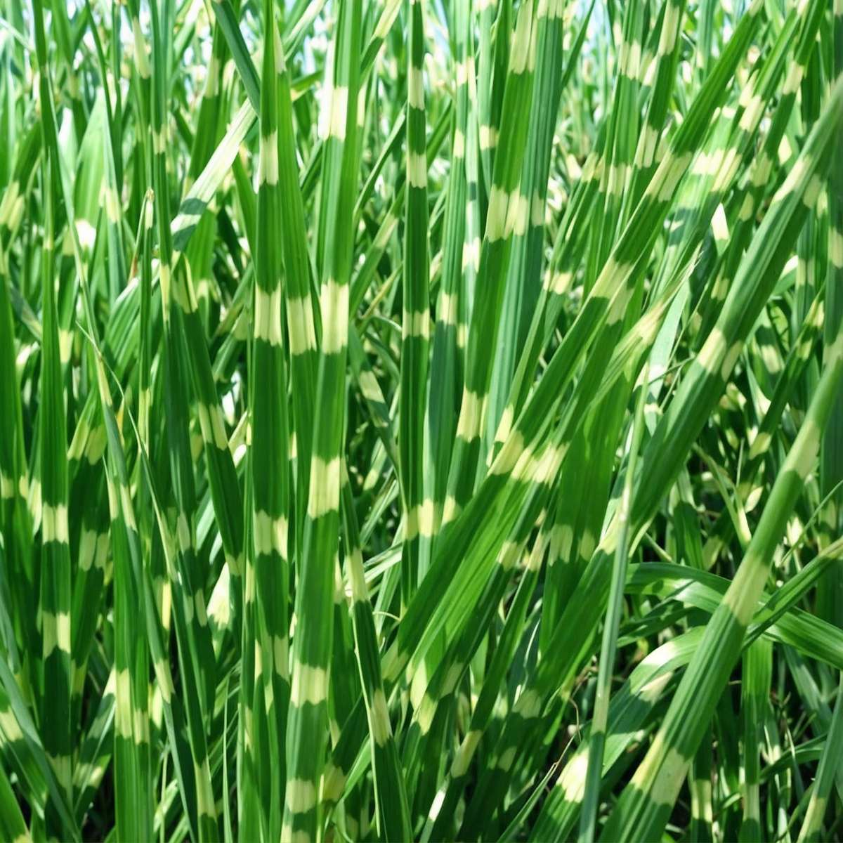Stuf chinezesc - Miscanthus sinensis 'Zebrinus' - Înălţime 20-30cm - ⌀23cm