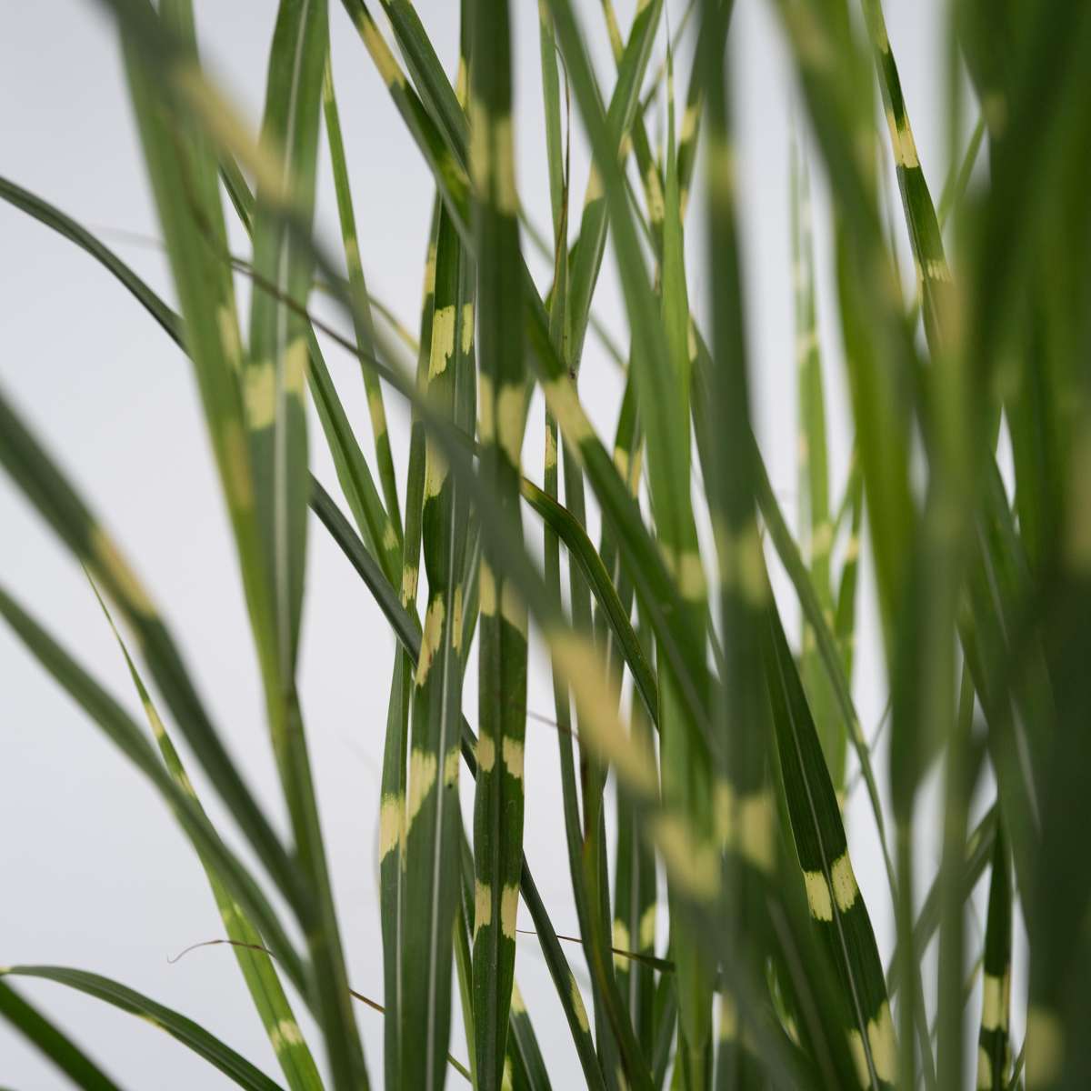 Stuf chinezesc - Miscanthus sinensis 'Zebrinus' - Înălţime 20-30cm - ⌀23cm
