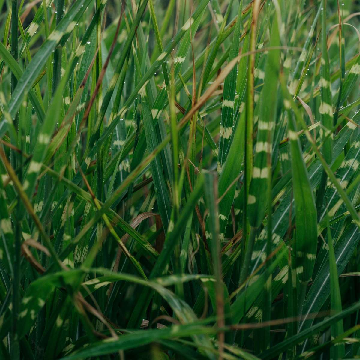 Stuf chinezesc - Miscanthus sinensis 'Zebrinus' - Înălţime 20-30cm - ⌀23cm