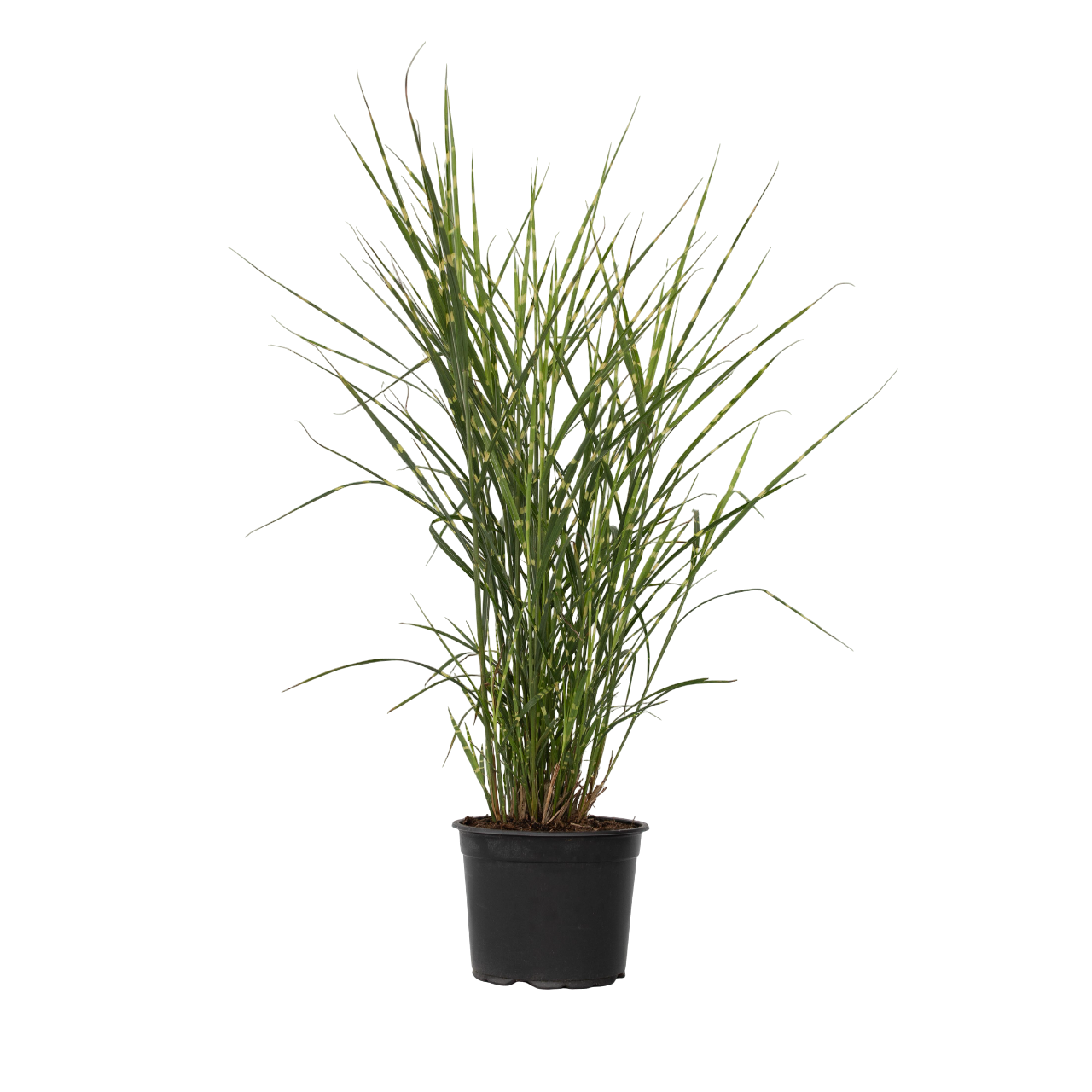 Stuf chinezesc - Miscanthus sinensis 'Zebrinus' - Înălţime 20-30cm - ⌀23cm