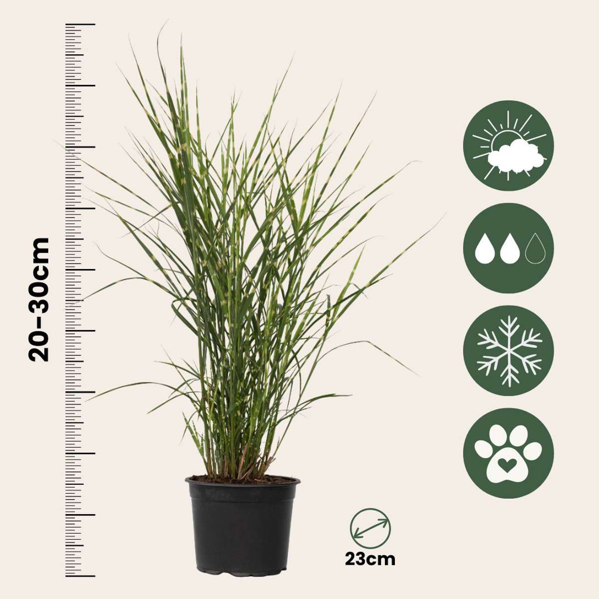 Stuf chinezesc - Miscanthus sinensis 'Zebrinus' - Înălţime 20-30cm - ⌀23cm