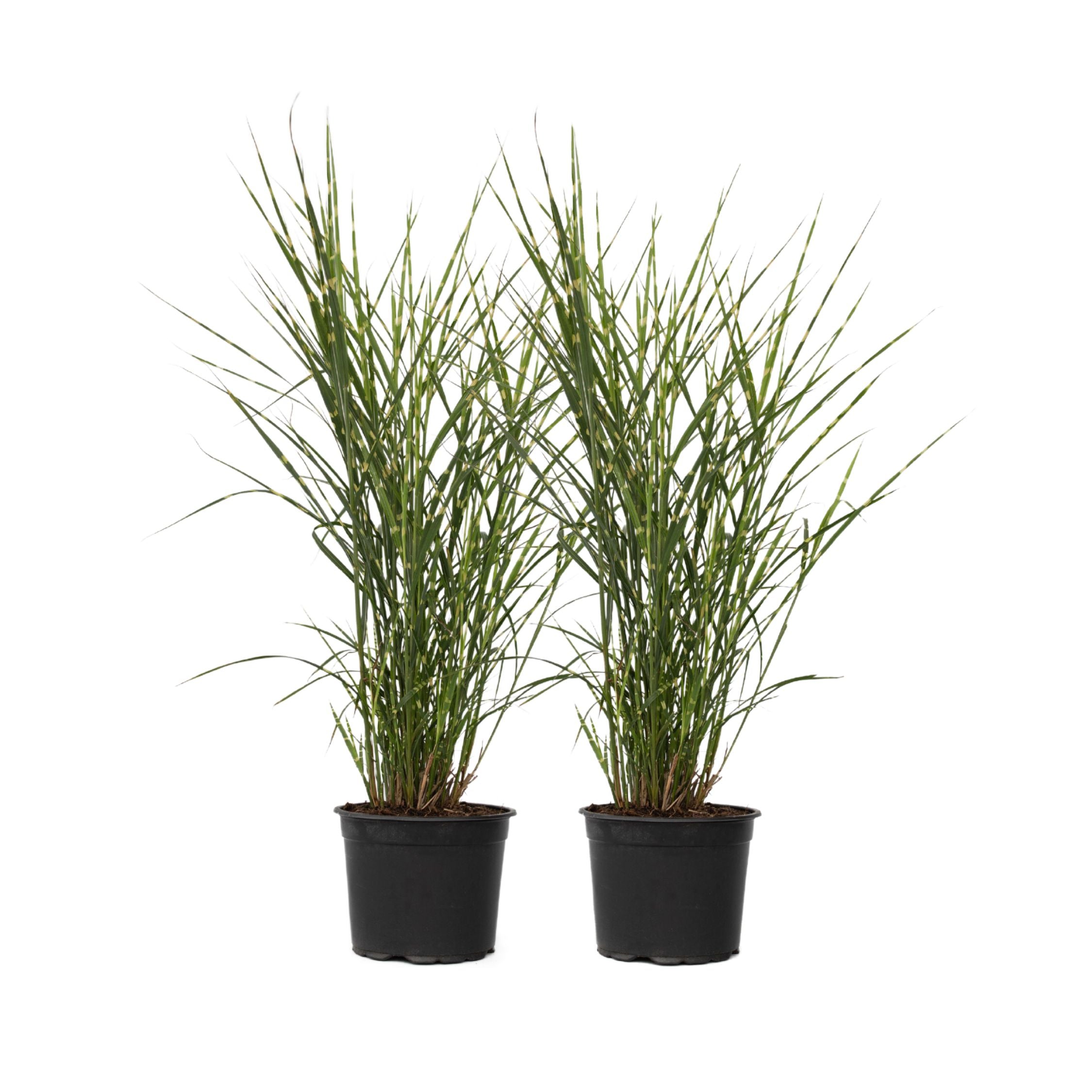 Stuf chinezesc - 2 buc - Miscanthus sinensis 'Zebrinus' - În. 20-30cm - ⌀23cm