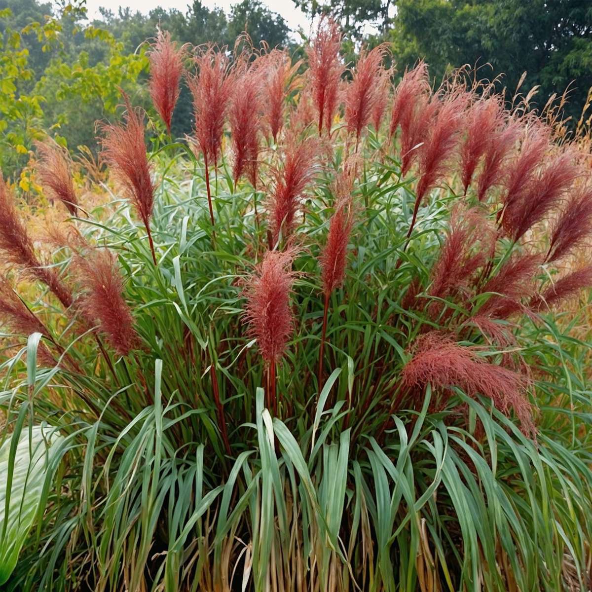 Stuf chinezesc - 2 buc - Miscanthus sinensis 'Red Chief' - În. 40-60cm - ⌀23cm