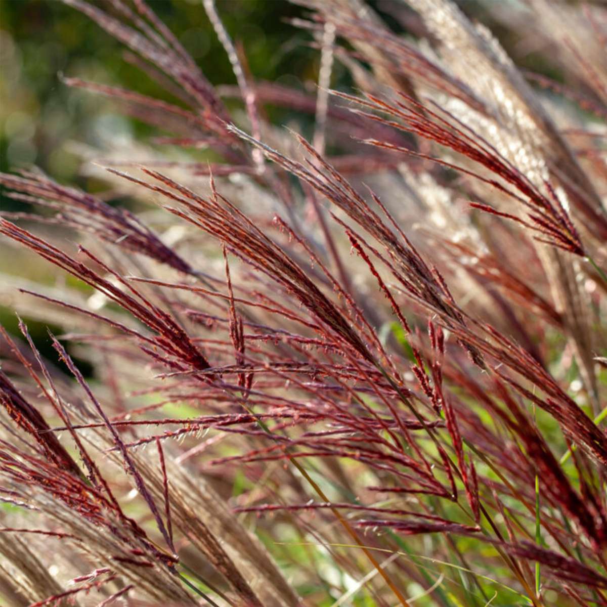 Stuf chinezesc - 2 buc - Miscanthus sinensis 'Red Chief' - În. 40-60cm - ⌀23cm