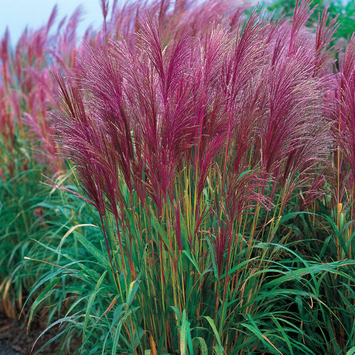 Stuf chinezesc - 2 buc - Miscanthus sinensis 'Red Chief' - În. 40-60cm - ⌀23cm
