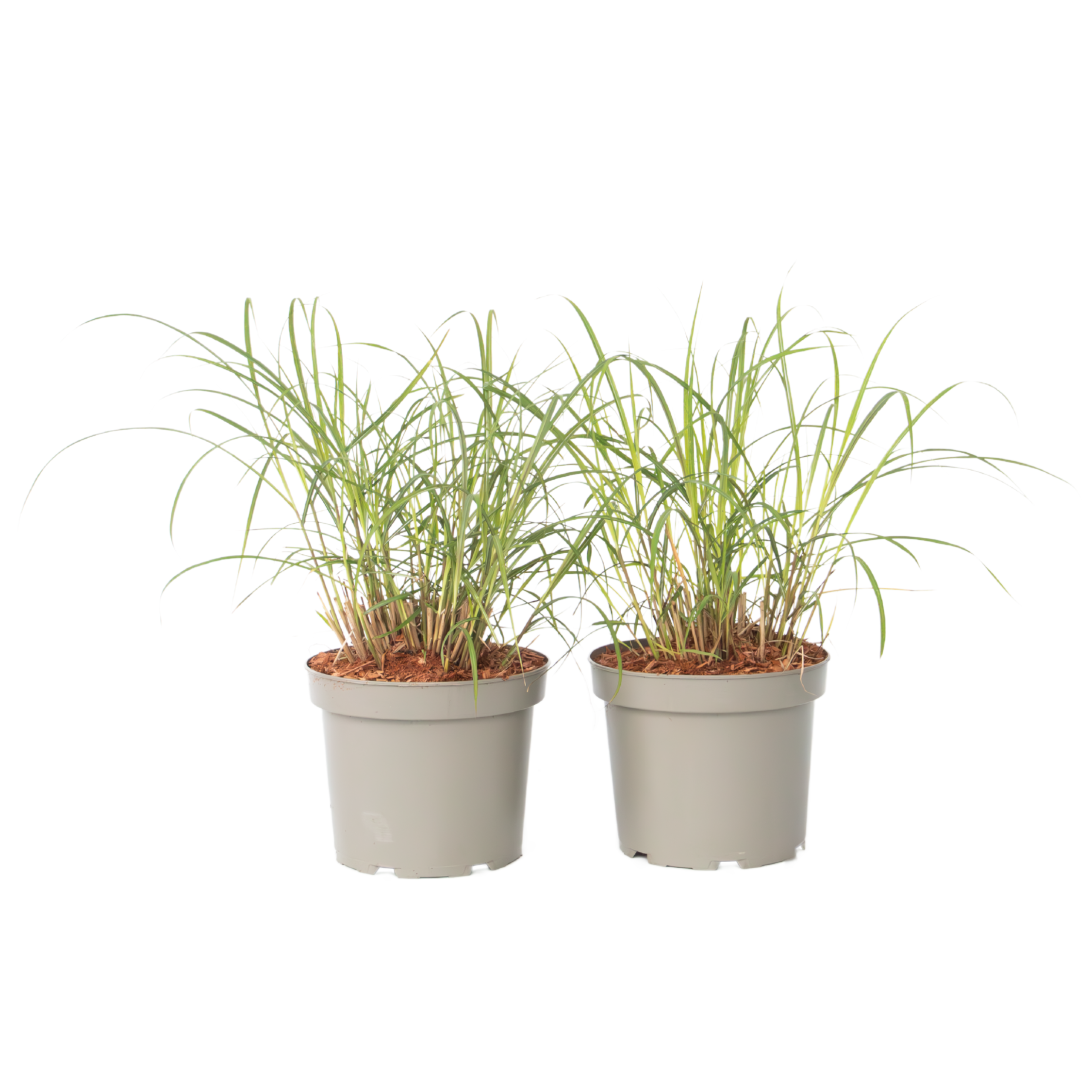 Stuf chinezesc - 2 buc - Miscanthus sinensis 'Red Chief' - În. 40-60cm - ⌀23cm