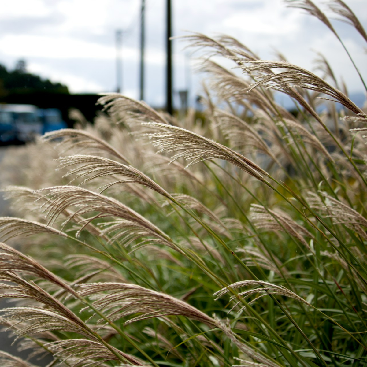 Stuf chinezesc - Miscanthus sinensis 'Kleine Silberspinne - În. 20-30cm - ⌀23cm