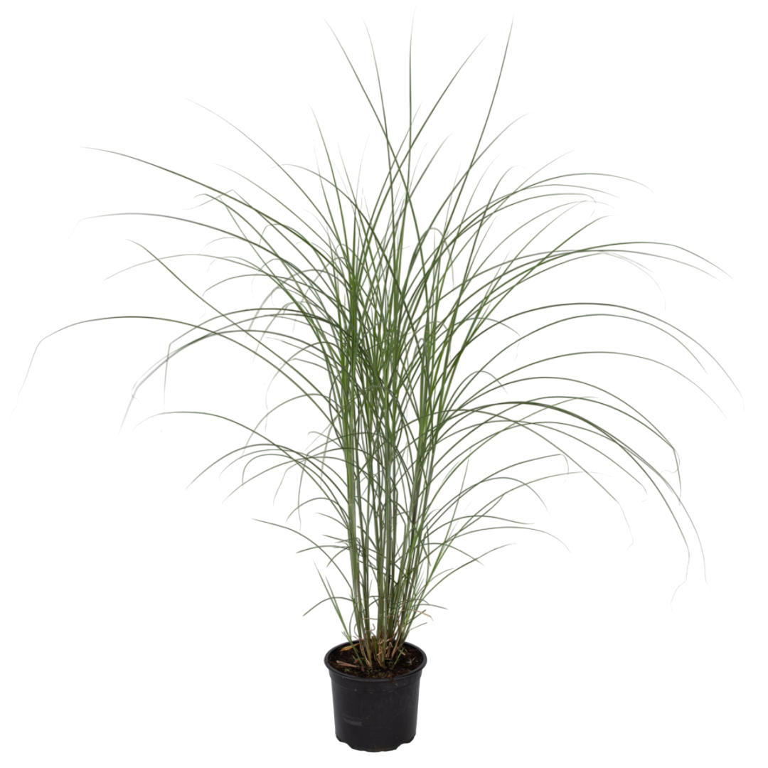 Stuf chinezesc - Miscanthus sinensis 'Kleine Silberspinne - În. 20-30cm - ⌀23cm