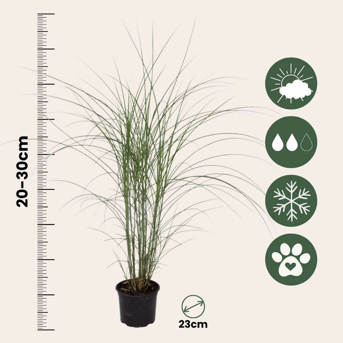 Stuf chinezesc - Miscanthus sinensis 'Kleine Silberspinne - În. 20-30cm - ⌀23cm