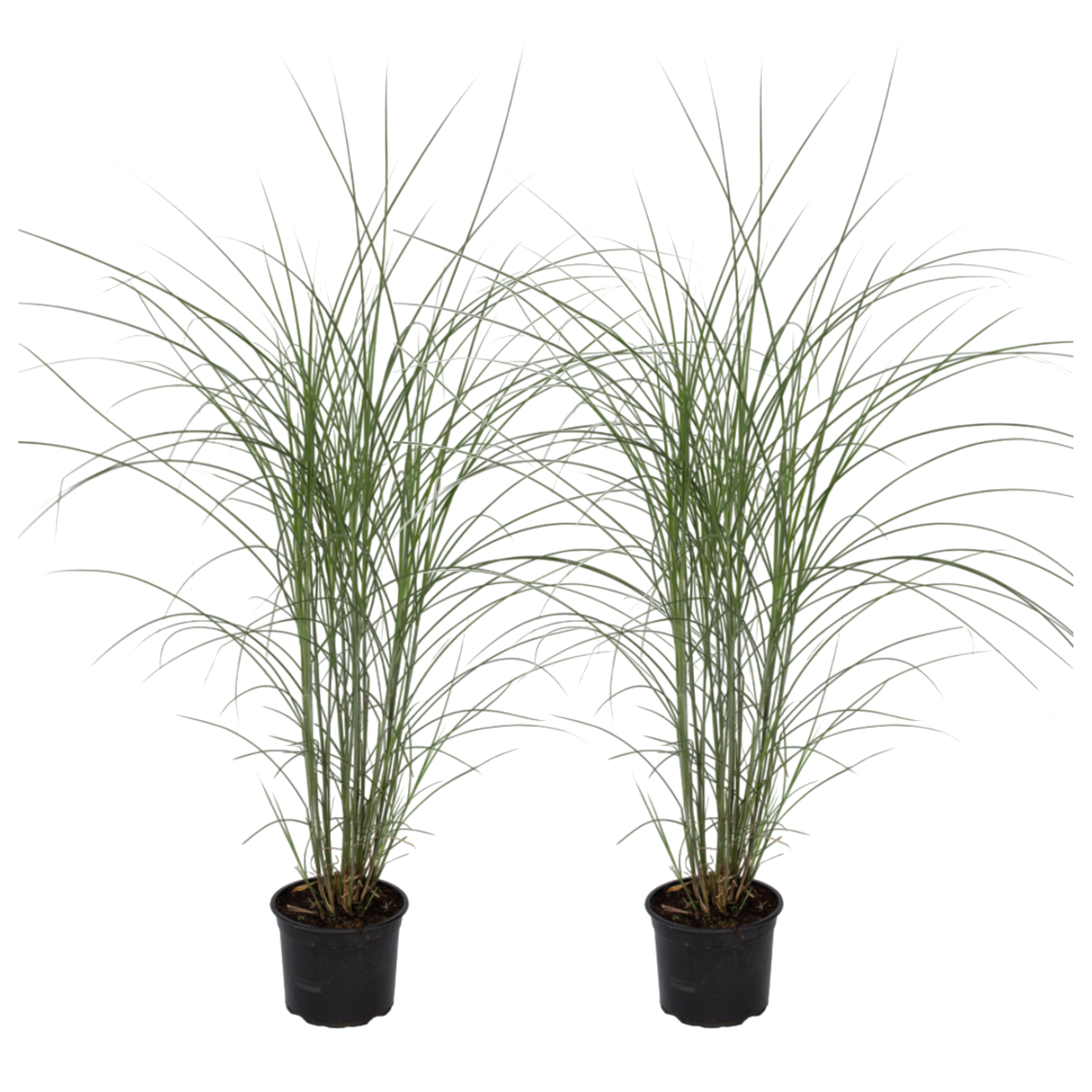 Stuf chinezesc - 2 buc - Miscanthus 'Silberspinne' - Înălţime 20-30cm - ⌀23cm