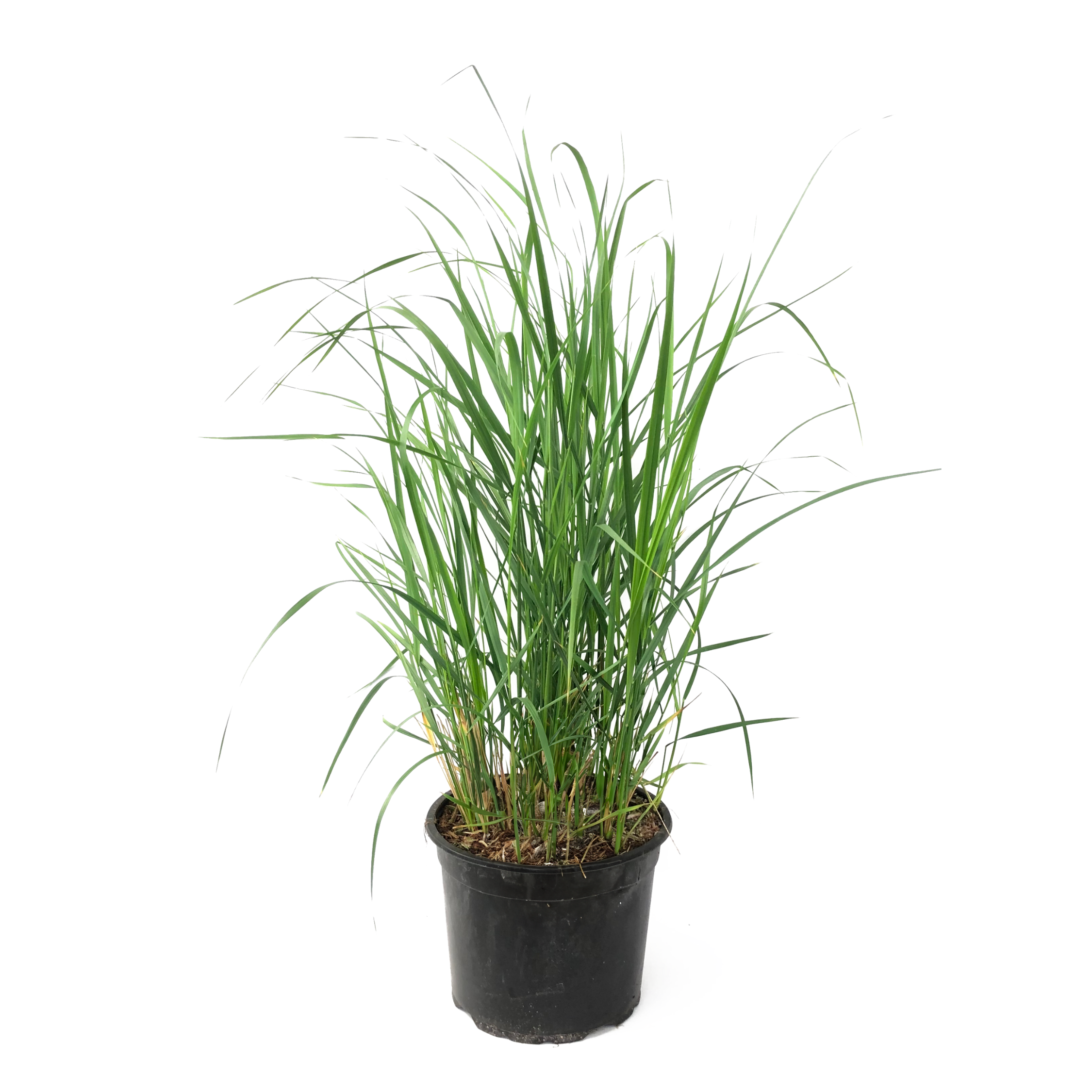 Pene de stuf - Calamagrostis 'Karl Foerster' - Înălţime 40-60cm - ⌀23cm
