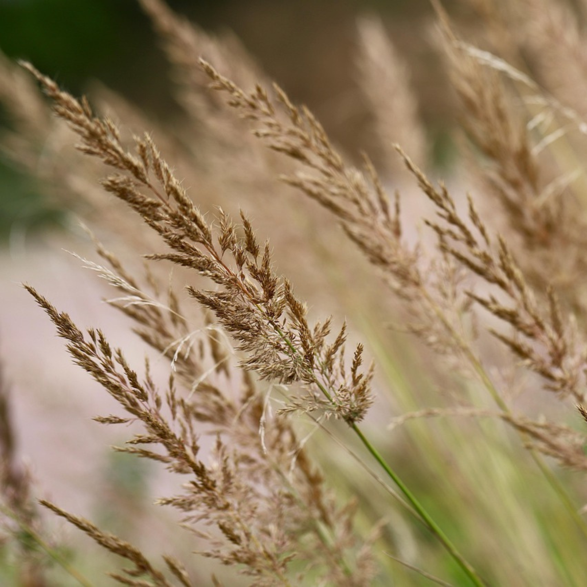Pene de stuf - 2 buc - Calamagrostis 'Karl Foerster' - Înălţime 40-60cm - ⌀23cm