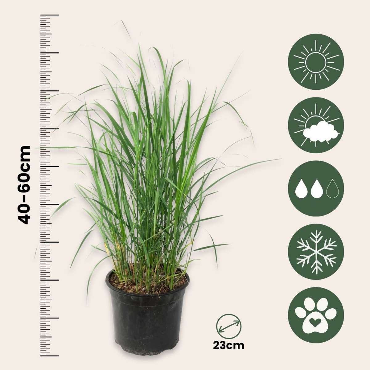 Pene de stuf - 2 buc - Calamagrostis 'Karl Foerster' - Înălţime 40-60cm - ⌀23cm