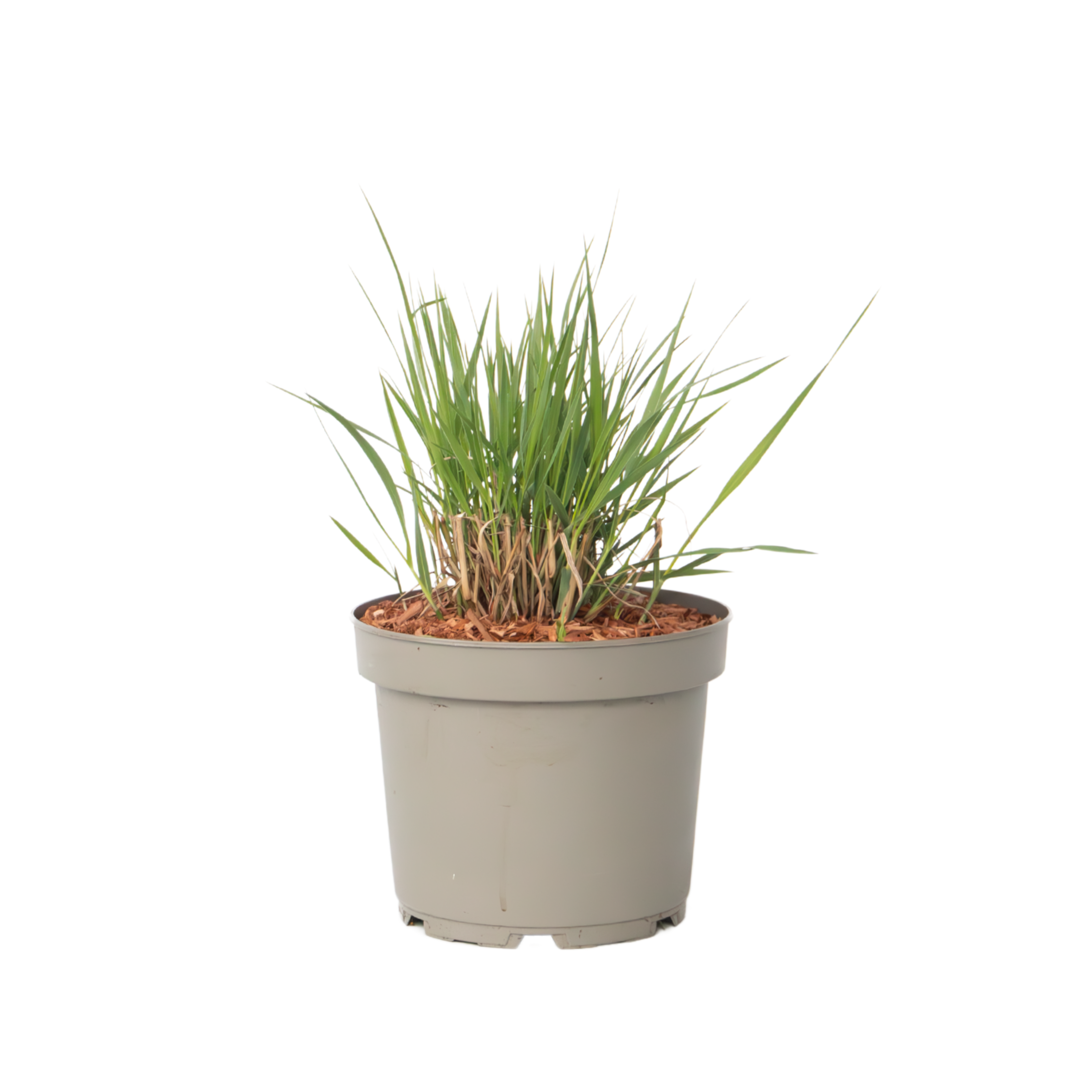 Iarbă ornamentală Panicum - Panicum virgatum 'Heavy Metal' - În. 40-60cm - ⌀23cm