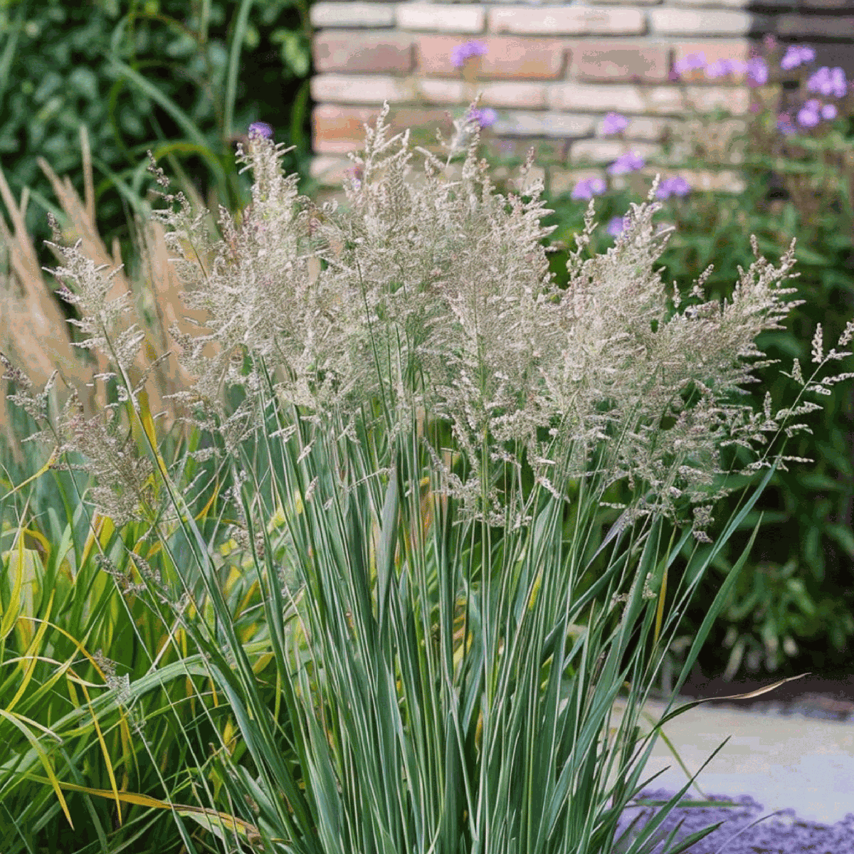 Iarbă ornamentală - 2 buc - Panicum 'Heavy Metal' - Înălţime 40-60cm - ⌀23cm