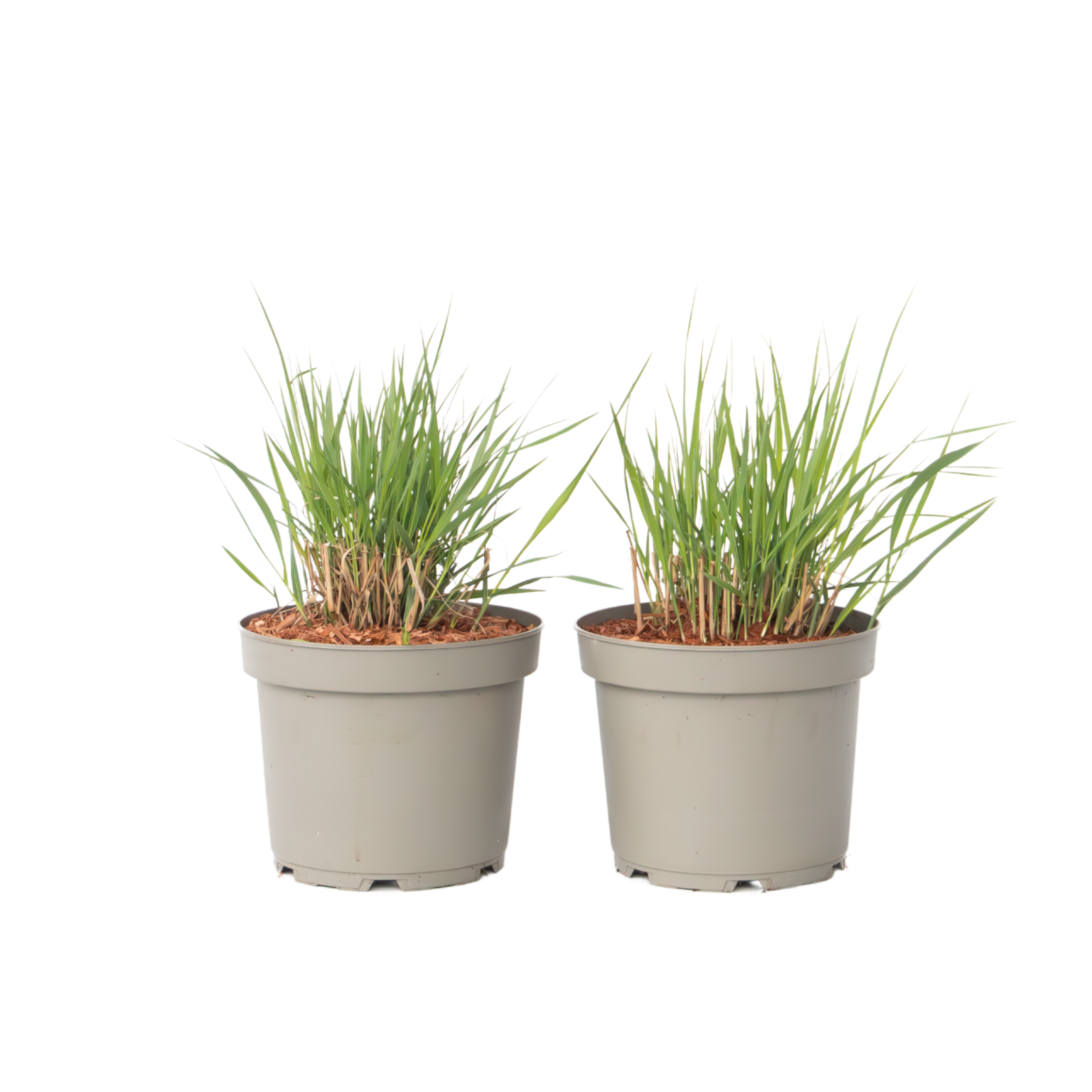 Iarbă ornamentală - 2 buc - Panicum 'Heavy Metal' - Înălţime 40-60cm - ⌀23cm