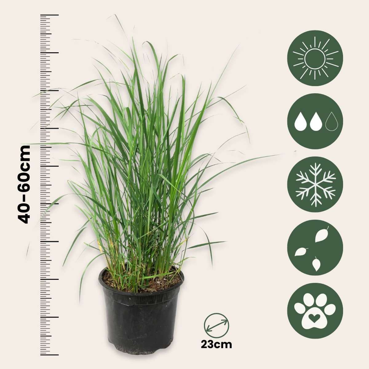 Iarbă ornamentală - 2 buc - Panicum 'Heavy Metal' - Înălţime 40-60cm - ⌀23cm
