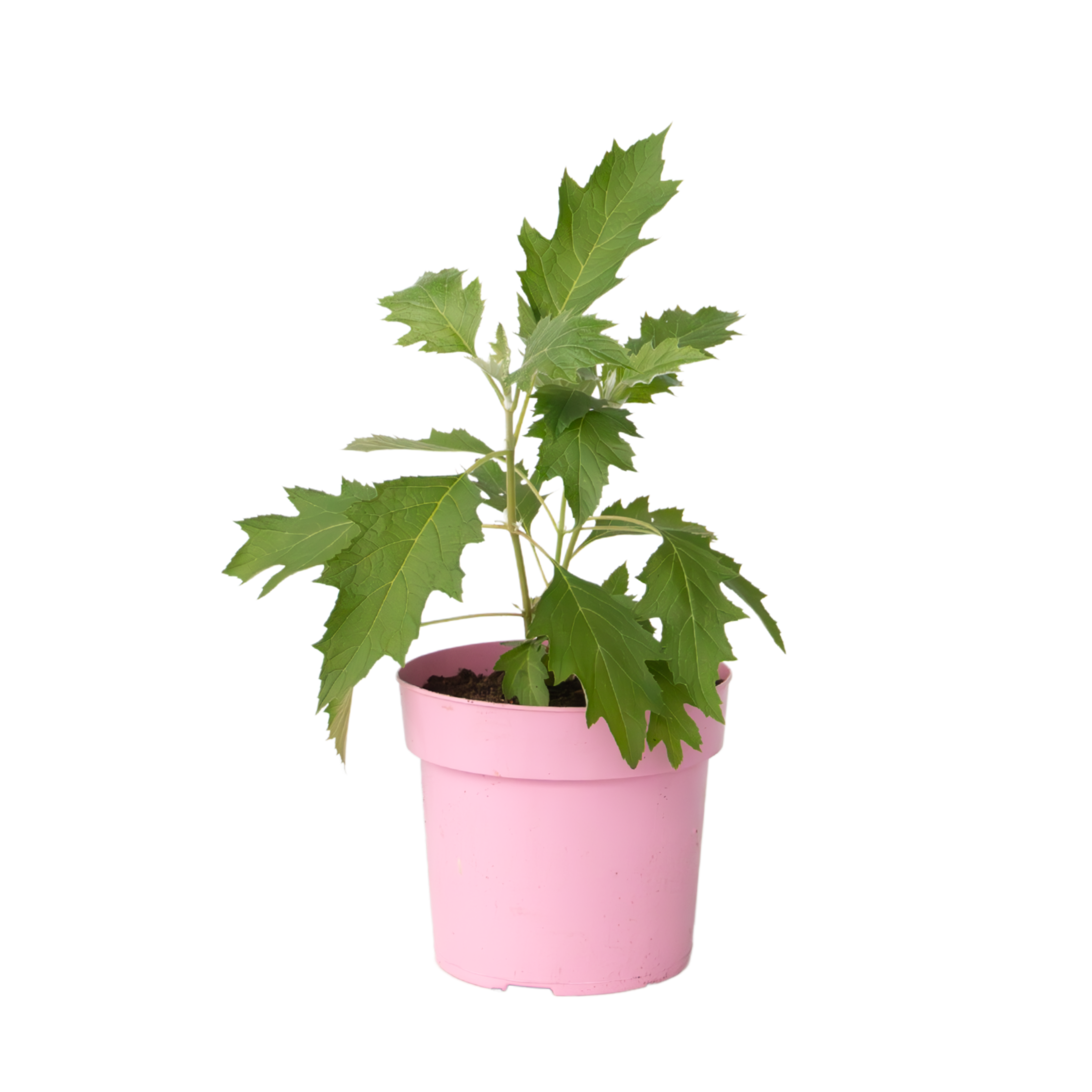 Hortensie - Hydrangea paniculata 'Ice Crystal' - Înălţime 25-40cm - ⌀19cm