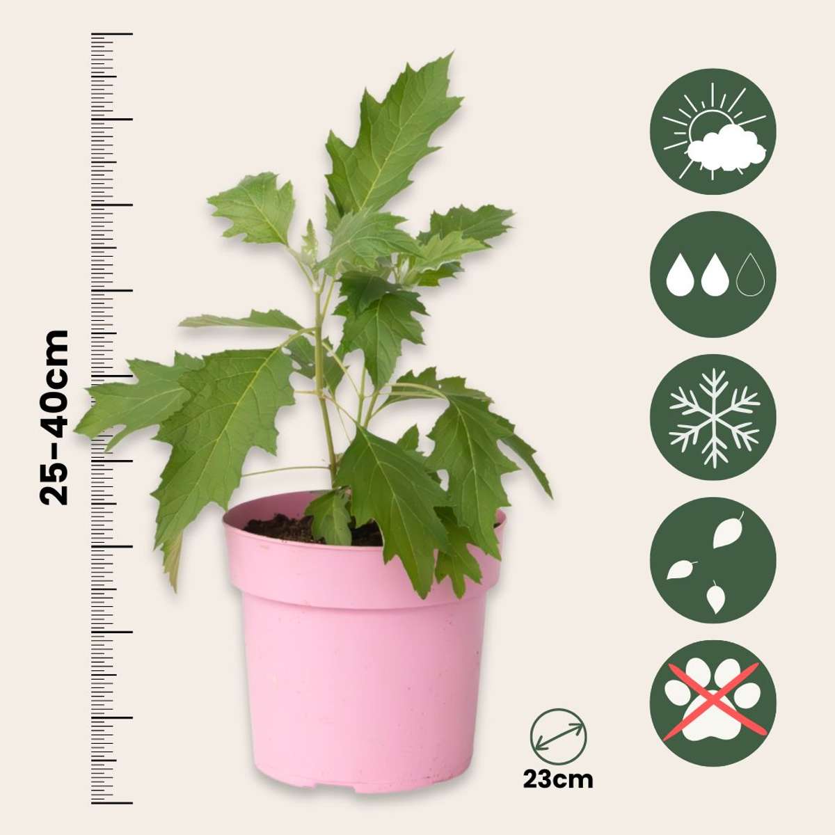 Hortensie - Hydrangea paniculata 'Ice Crystal' - Înălţime 25-40cm - ⌀19cm