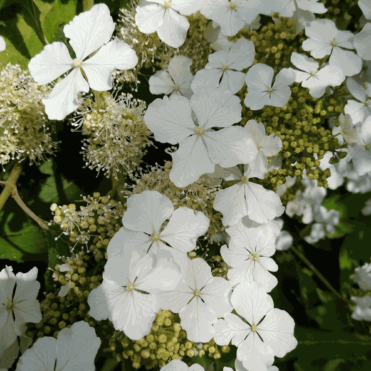 Hortensie - 2 buc - Hydrangea 'Ice Crystal' - Înălţime 25-40cm - ⌀19cm