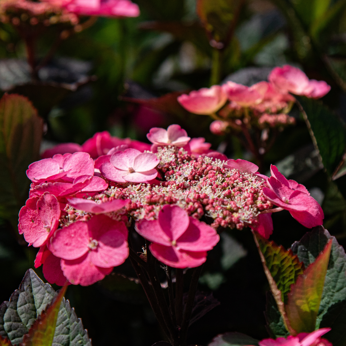 Hortensie - Hydrangea paniculata 'Dare Devil' - Înălţime 25-40cm - ⌀19cm