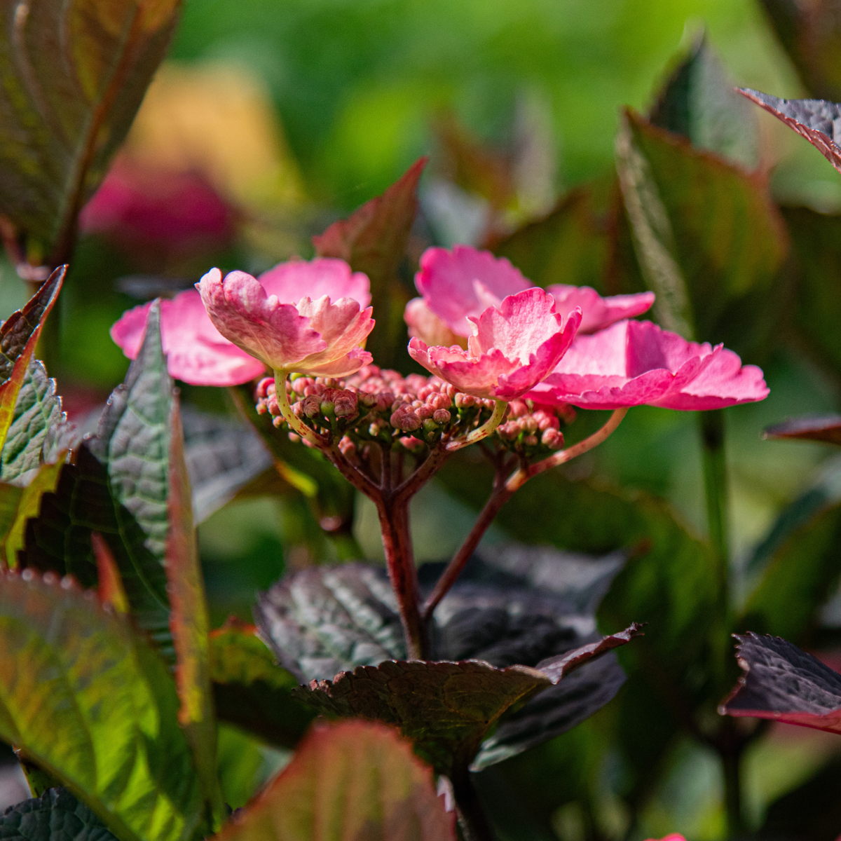 Hortensie - Hydrangea paniculata 'Dare Devil' - Înălţime 25-40cm - ⌀19cm