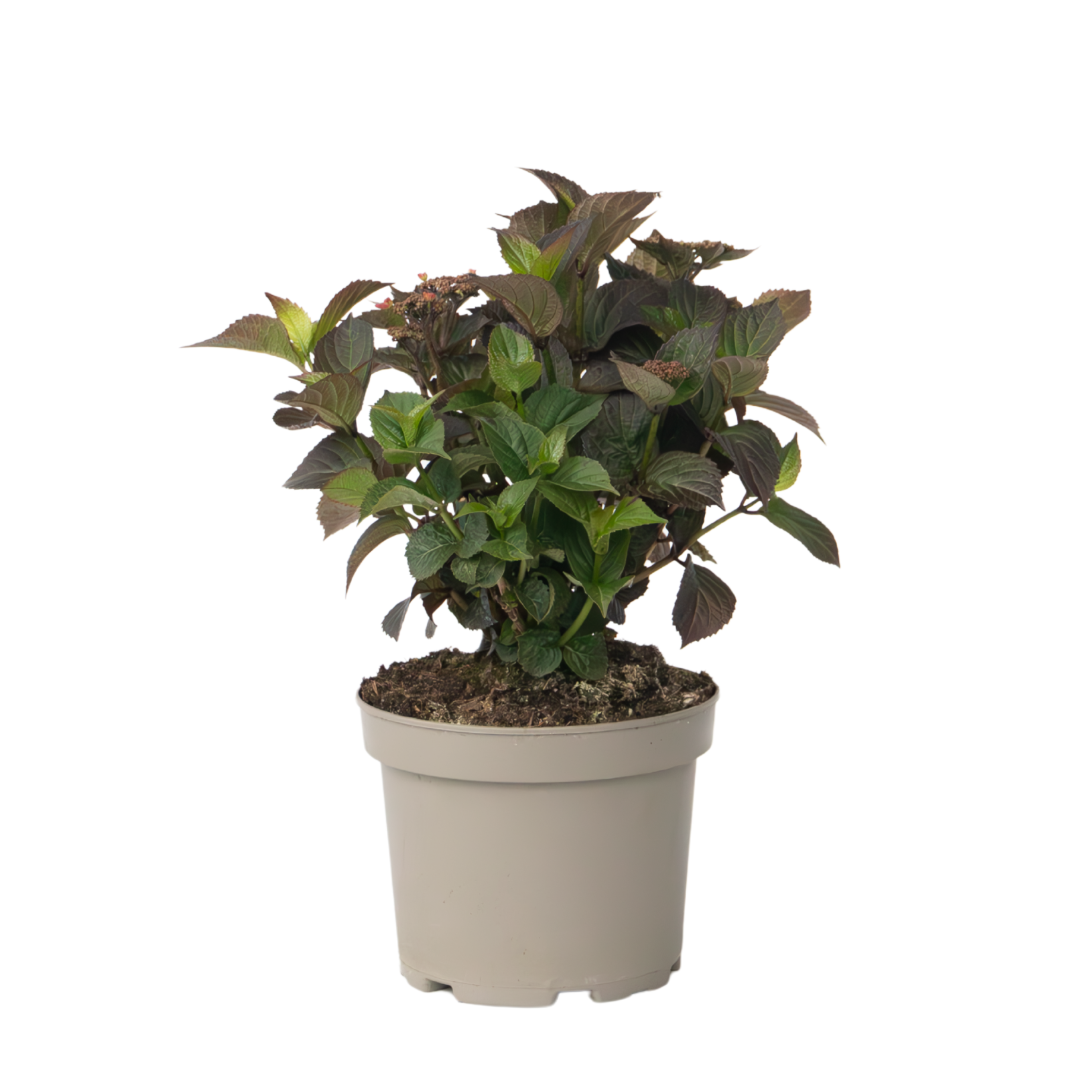 Hortensie - Hydrangea paniculata 'Dare Devil' - Înălţime 25-40cm - ⌀19cm