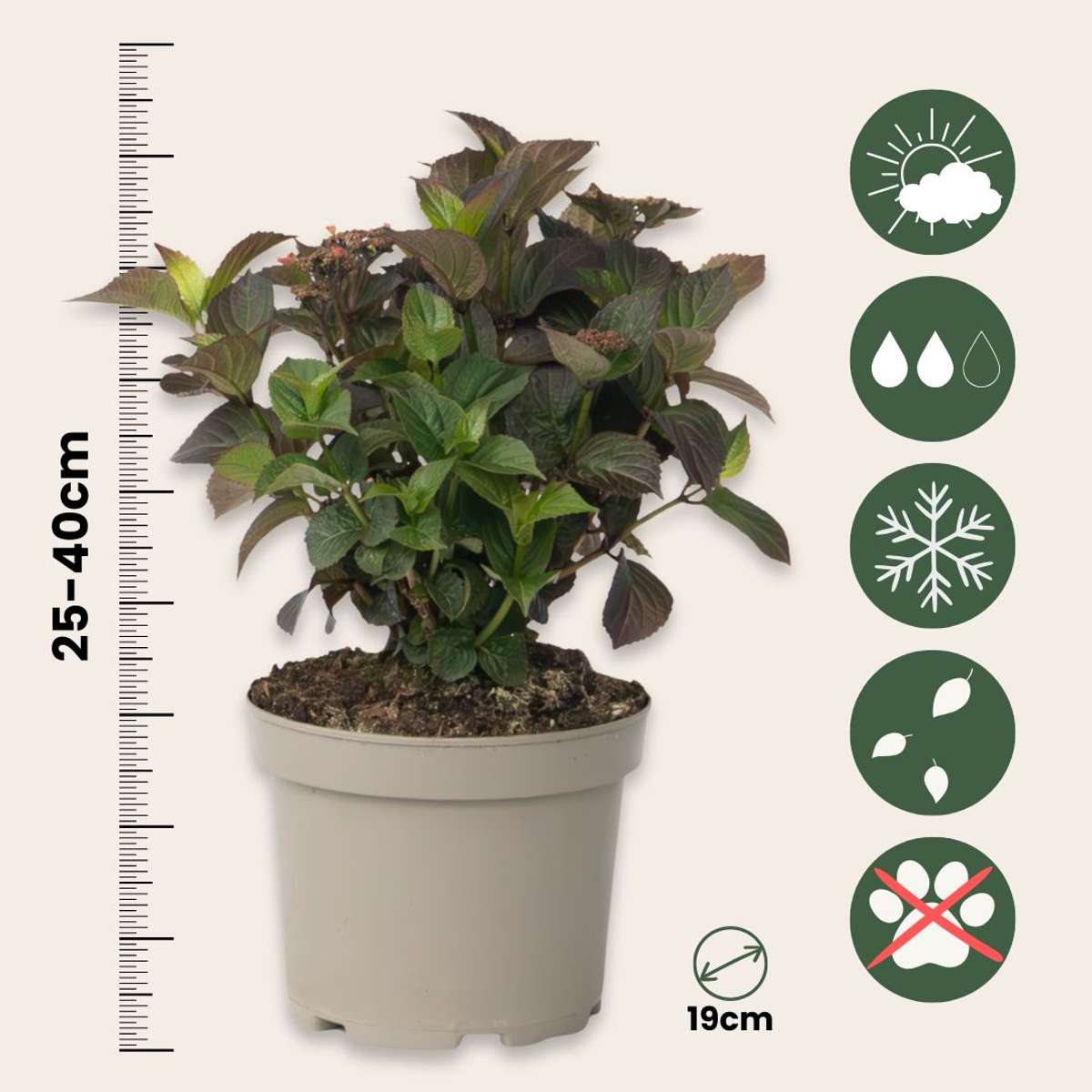 Hortensie - Hydrangea paniculata 'Dare Devil' - Înălţime 25-40cm - ⌀19cm