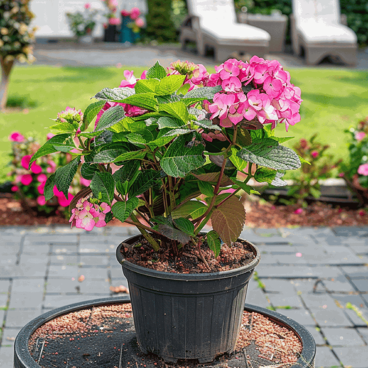 Hortensie - 2 buc - Hydrangea 'Dare Devil' - Înălţime 25-40cm - ⌀19cm