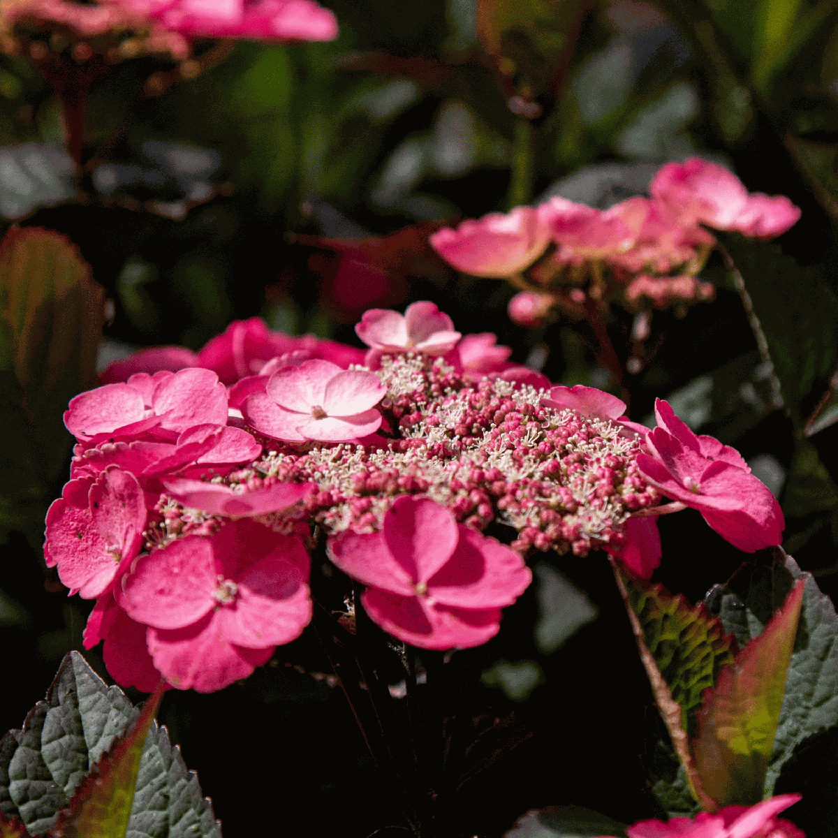 Hortensie - 2 buc - Hydrangea 'Dare Devil' - Înălţime 25-40cm - ⌀19cm