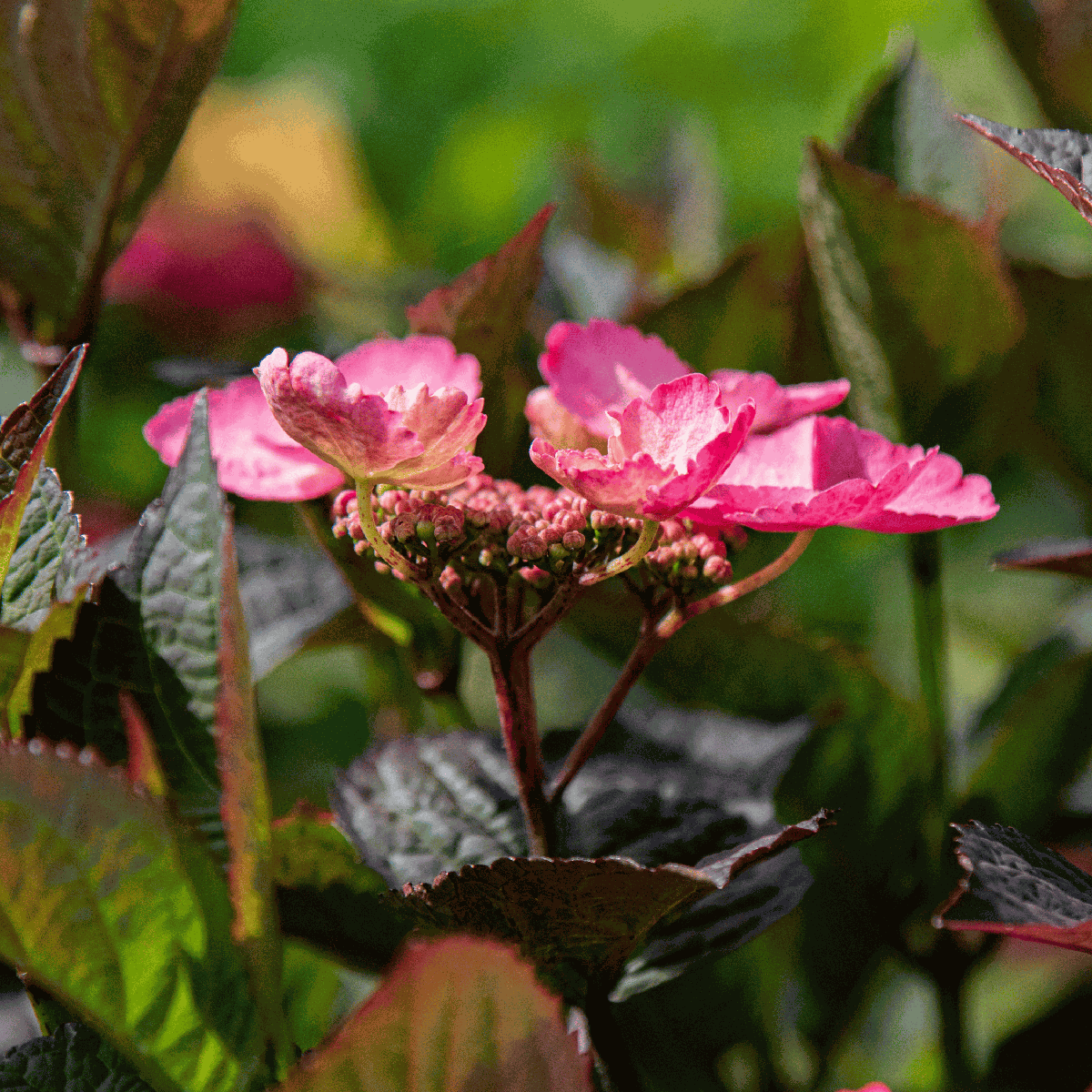 Hortensie - 2 buc - Hydrangea 'Dare Devil' - Înălţime 25-40cm - ⌀19cm