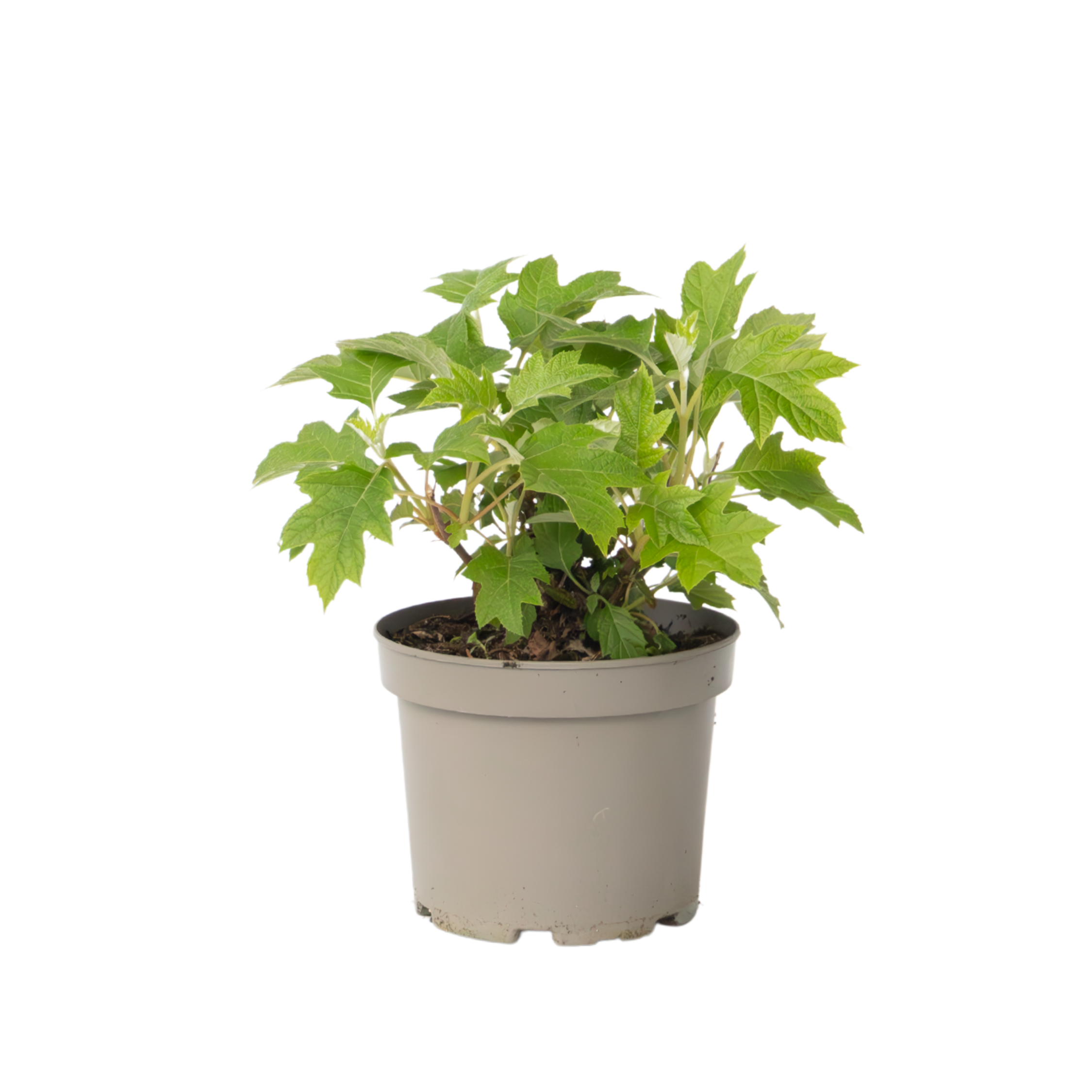 Hortensie - Hydrangea paniculata 'Toy Soldier' - Înălţime 25-40cm - ⌀19cm
