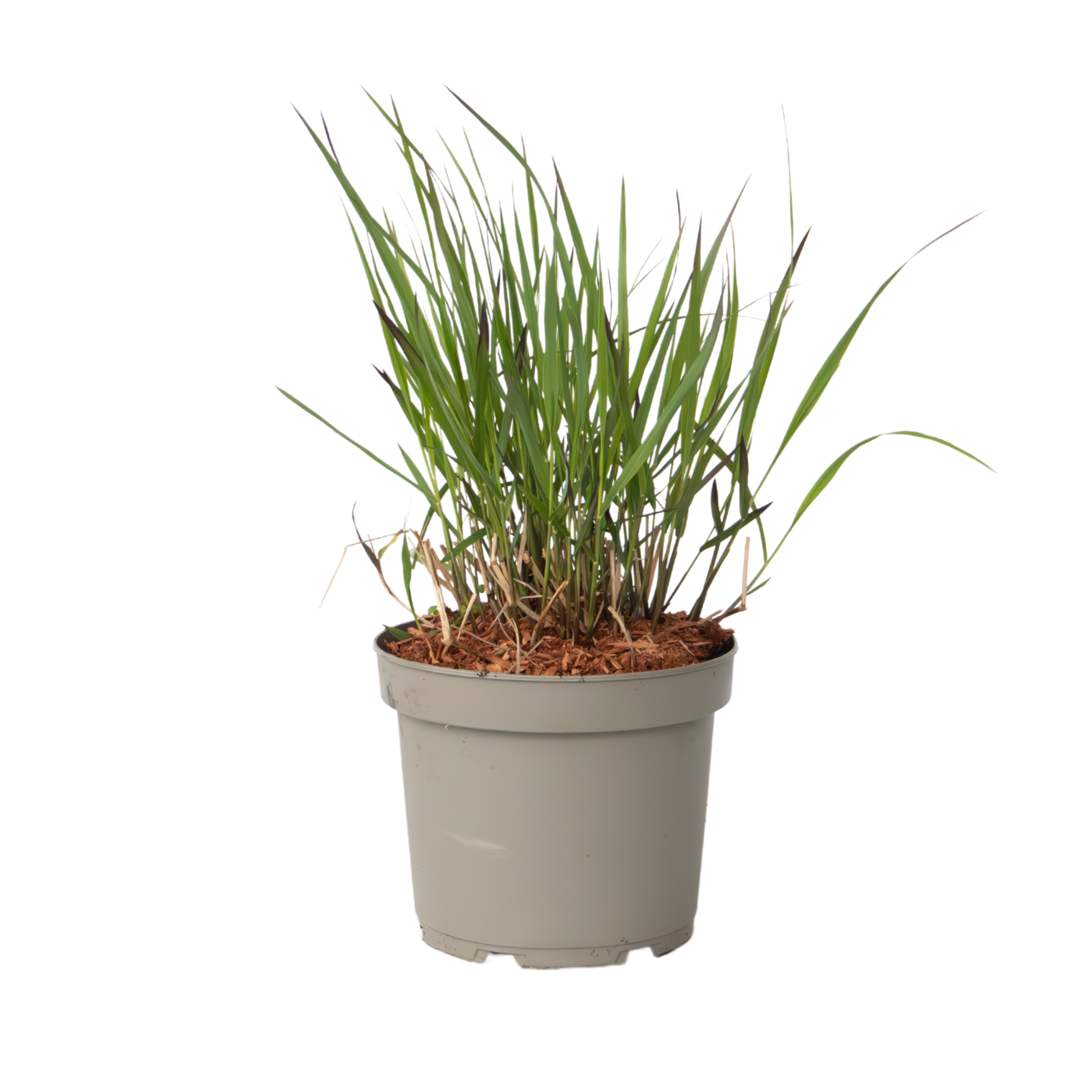 Iarbă cu degete - Panicum Virgatum 'Squaw' - Înălțime 40-60cm - ⌀23cm