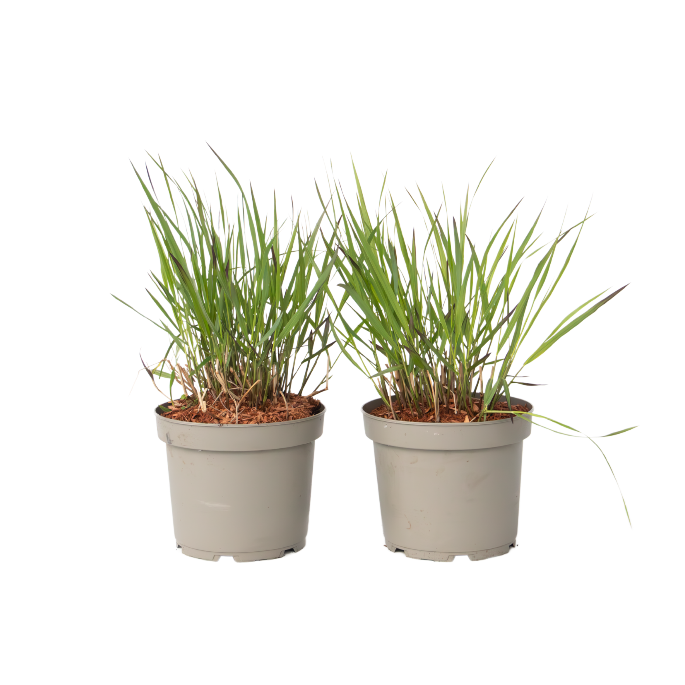 Iarbă cu degete - 2 buc. - Panicum Virgatum 'Squaw' - Înălțime 40-60cm - ⌀23cm