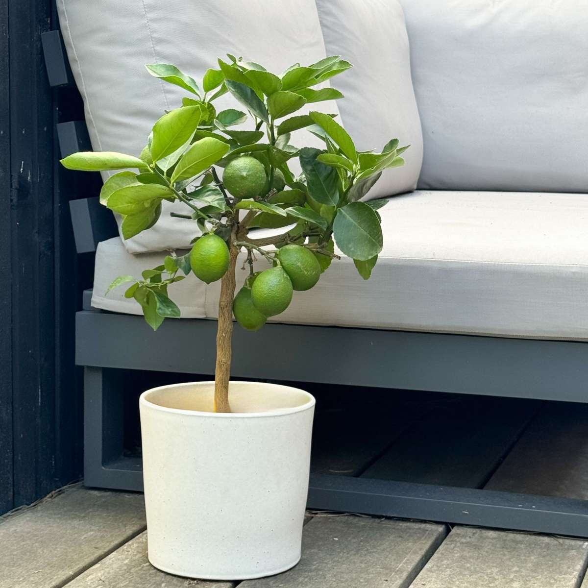 Lămâi - Citrus limon - Înălţime 60-70cm - ⌀19cm