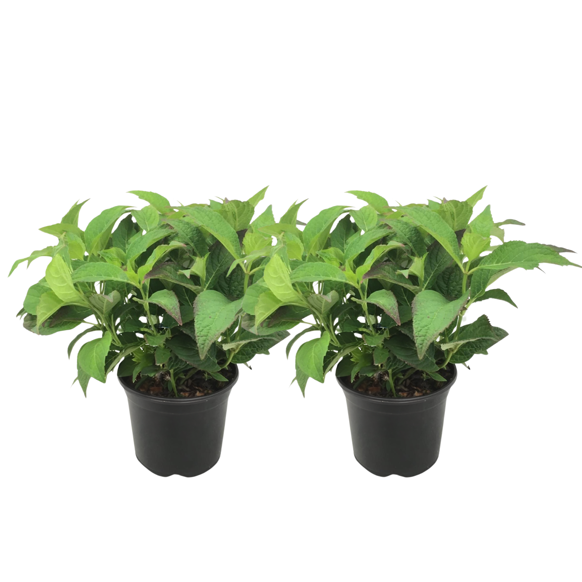 Hortensie - 2 buc - Hydrangea serrata 'Summerglow' - Înălţime 25-40cm - ⌀19cm