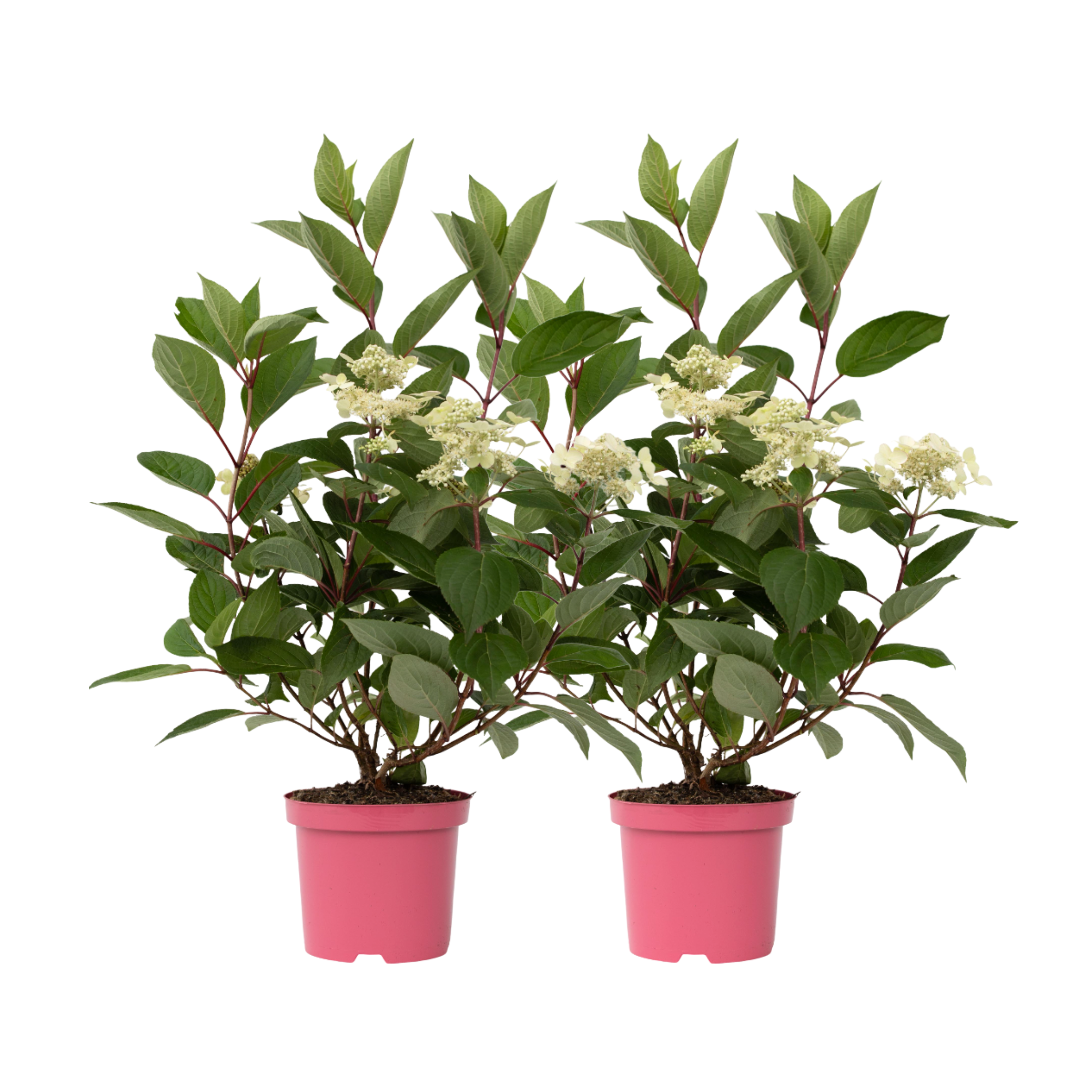 Hortensie - 2 buc - Hydrangea paniculata 'Early Harry' - În. 25-40cm - ⌀19cm