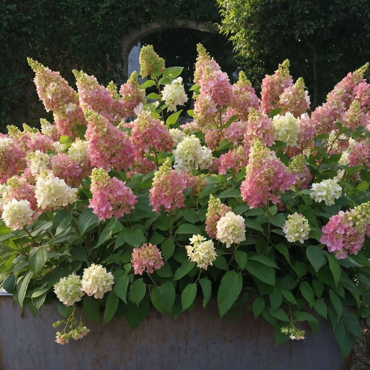 Hortensie - 2 buc - Hydrangea paniculata 'Candlelight' - În. 25-40cm - ⌀19cm