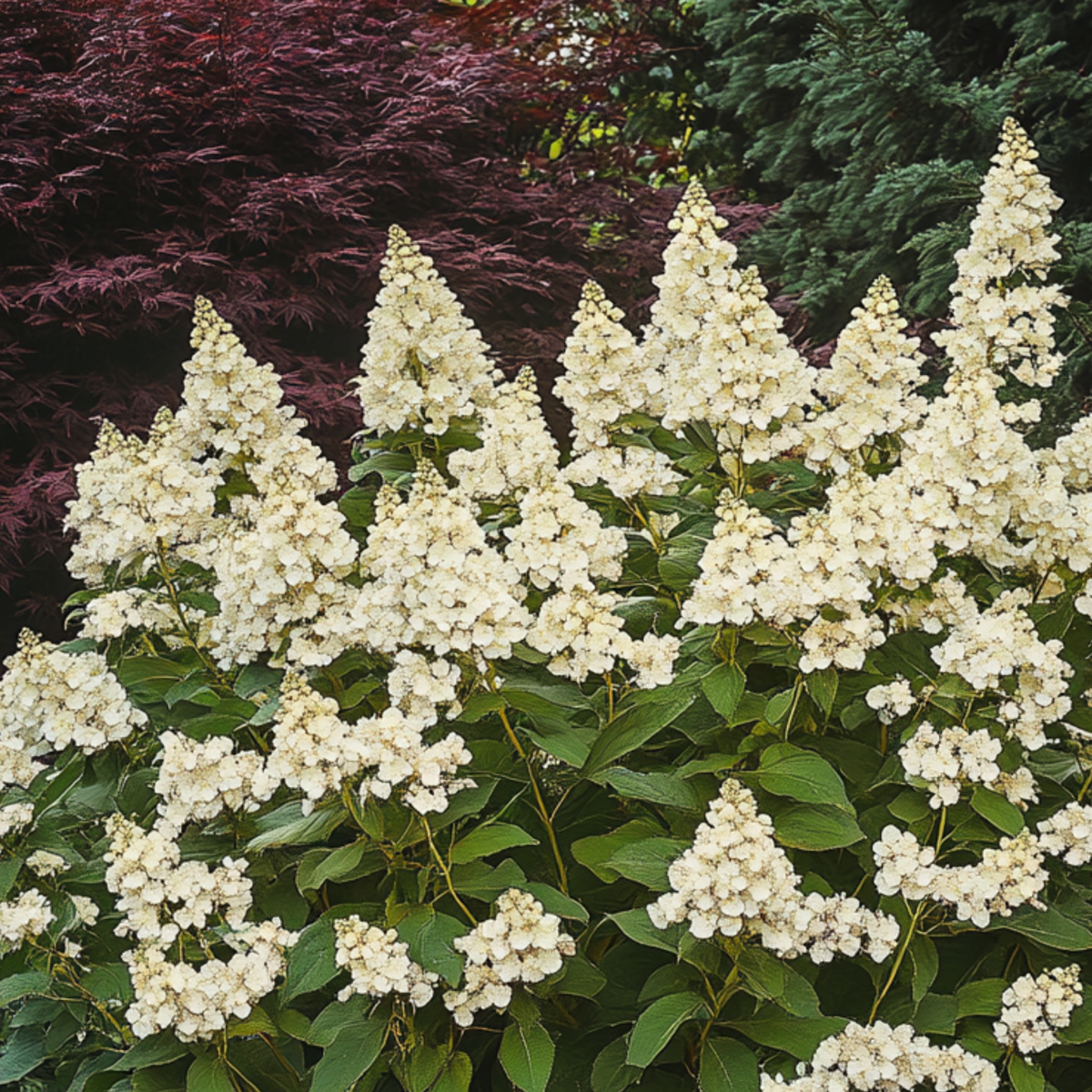 Hortensie - Hydrangea paniculata 'Candlelight' - Înălţime 25-40cm - ⌀19cm