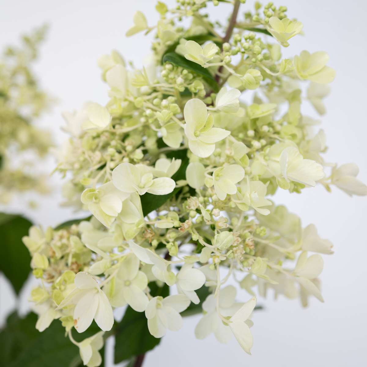 Hortensie - Hydrangea paniculata 'Candlelight' - Înălţime 25-40cm - ⌀19cm