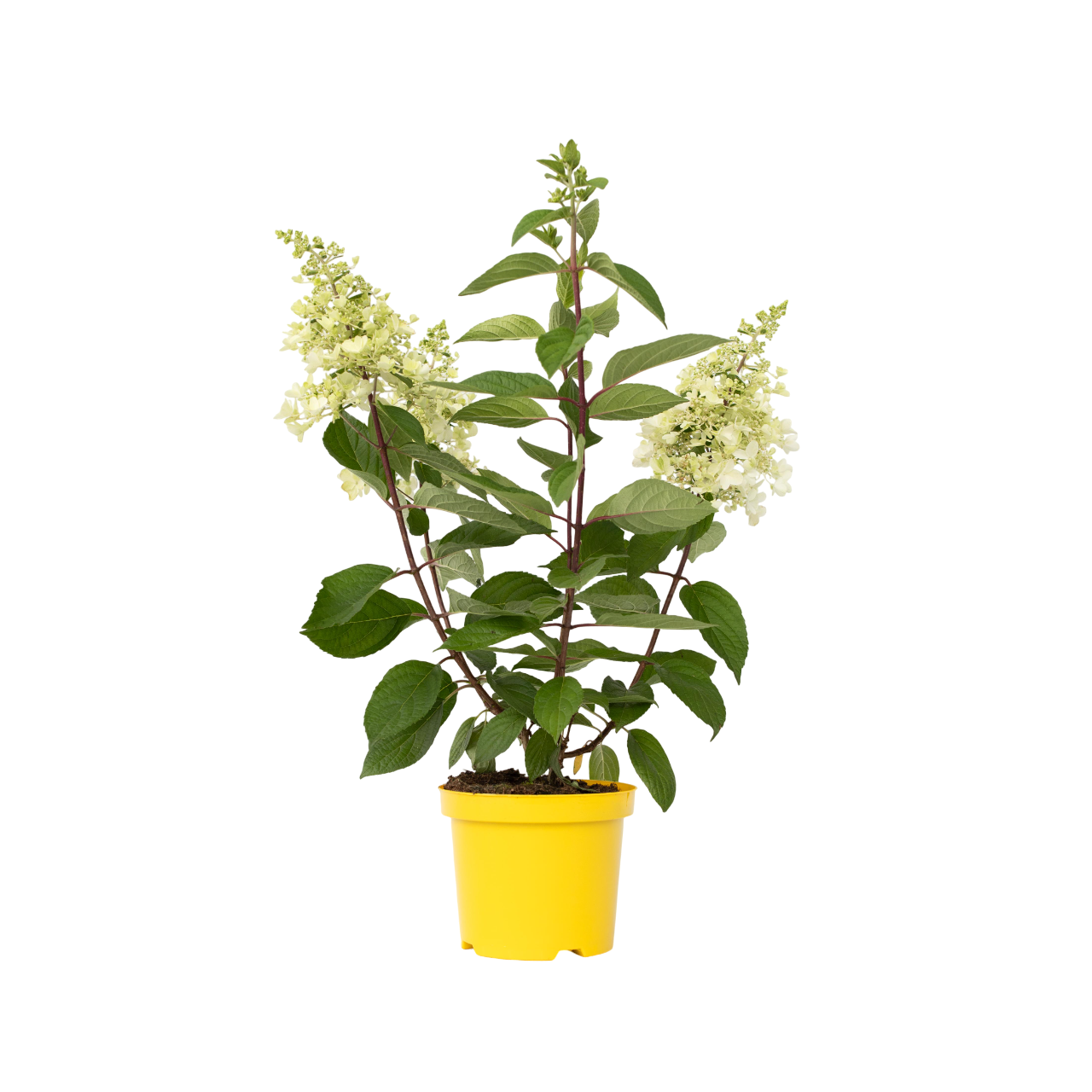 Hortensie - Hydrangea paniculata 'Candlelight' - Înălţime 25-40cm - ⌀19cm