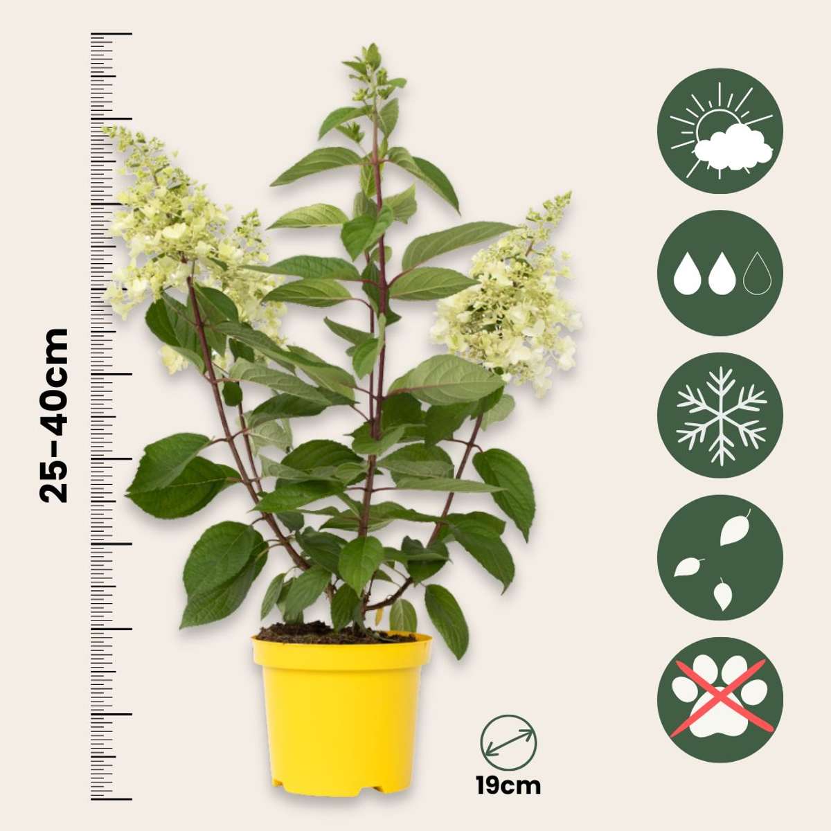 Hortensie - Hydrangea paniculata 'Candlelight' - Înălţime 25-40cm - ⌀19cm