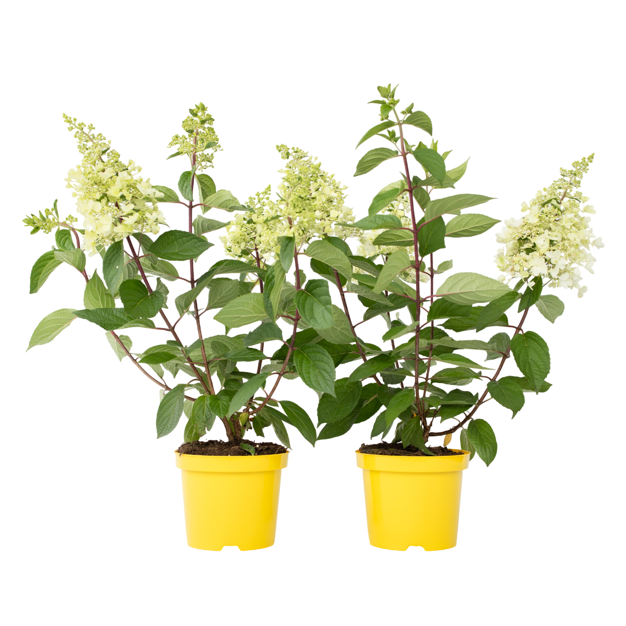 Hortensie - 2 buc - Hydrangea paniculata 'Candlelight' - În. 25-40cm - ⌀19cm