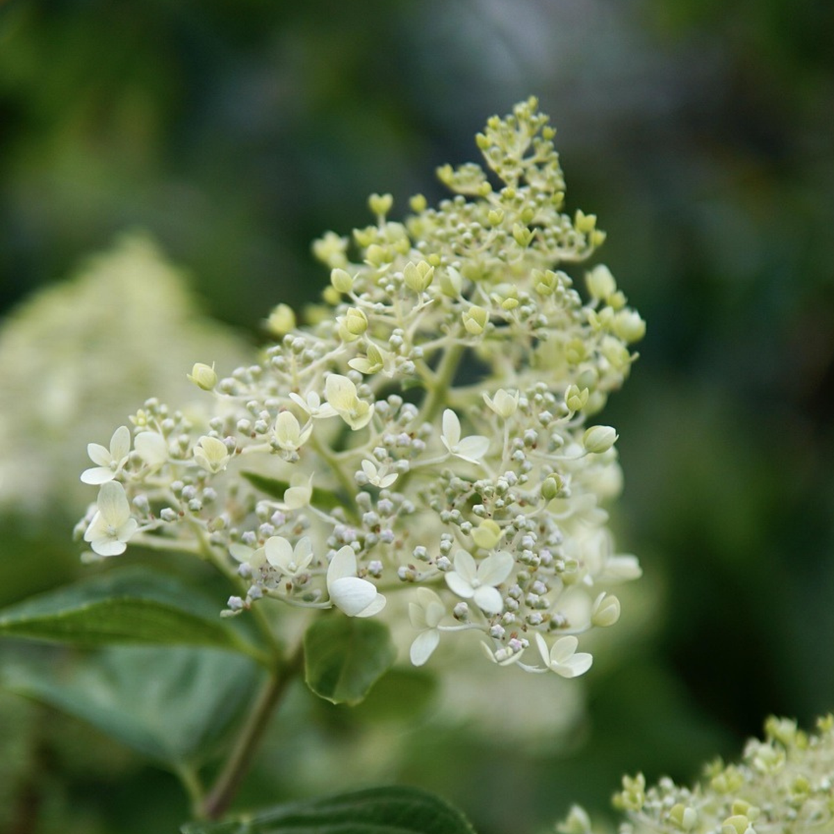 Hortensie - Hydrangea paniculata 'Bobo' - Înălţime 25-40cm - ⌀19cm
