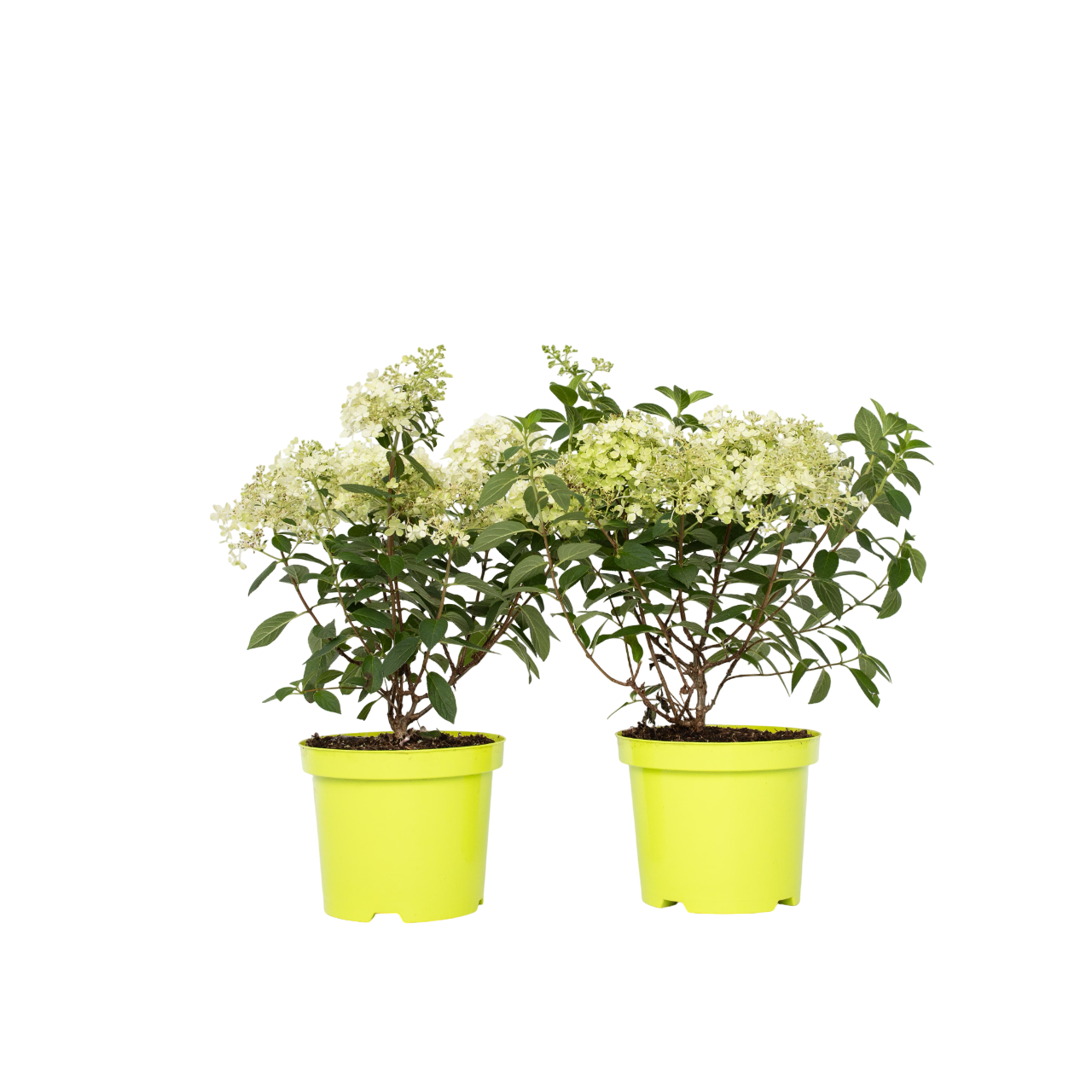 Hortensie - 2 buc - Hydrangea paniculata 'Bobo' - Înălţime 25-40cm - ⌀19cm
