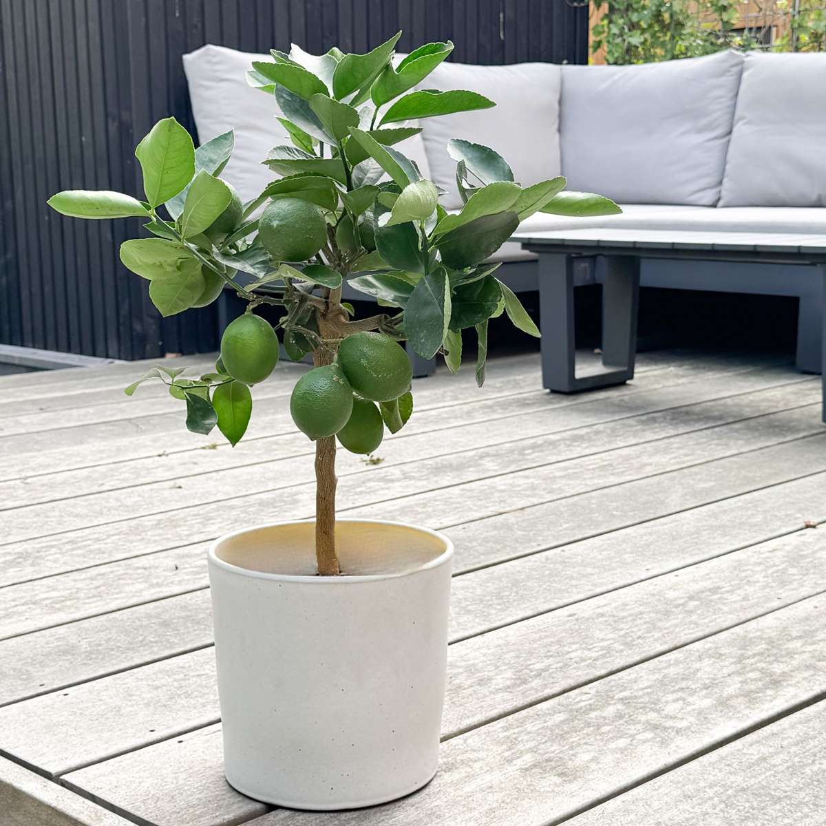 Lămâi - Citrus limon - Înălţime 60-70cm - ⌀19cm