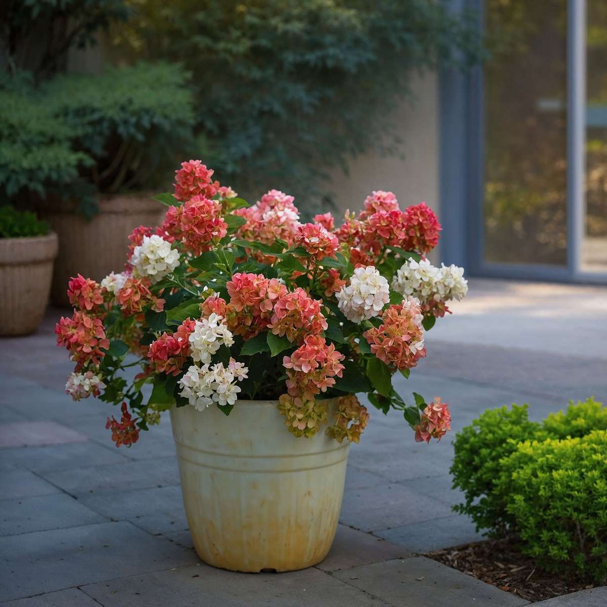 Hortensie - 2 buc - Hydrangea paniculata 'Wim's Red' - Înălţime 25-40cm - ⌀19cm