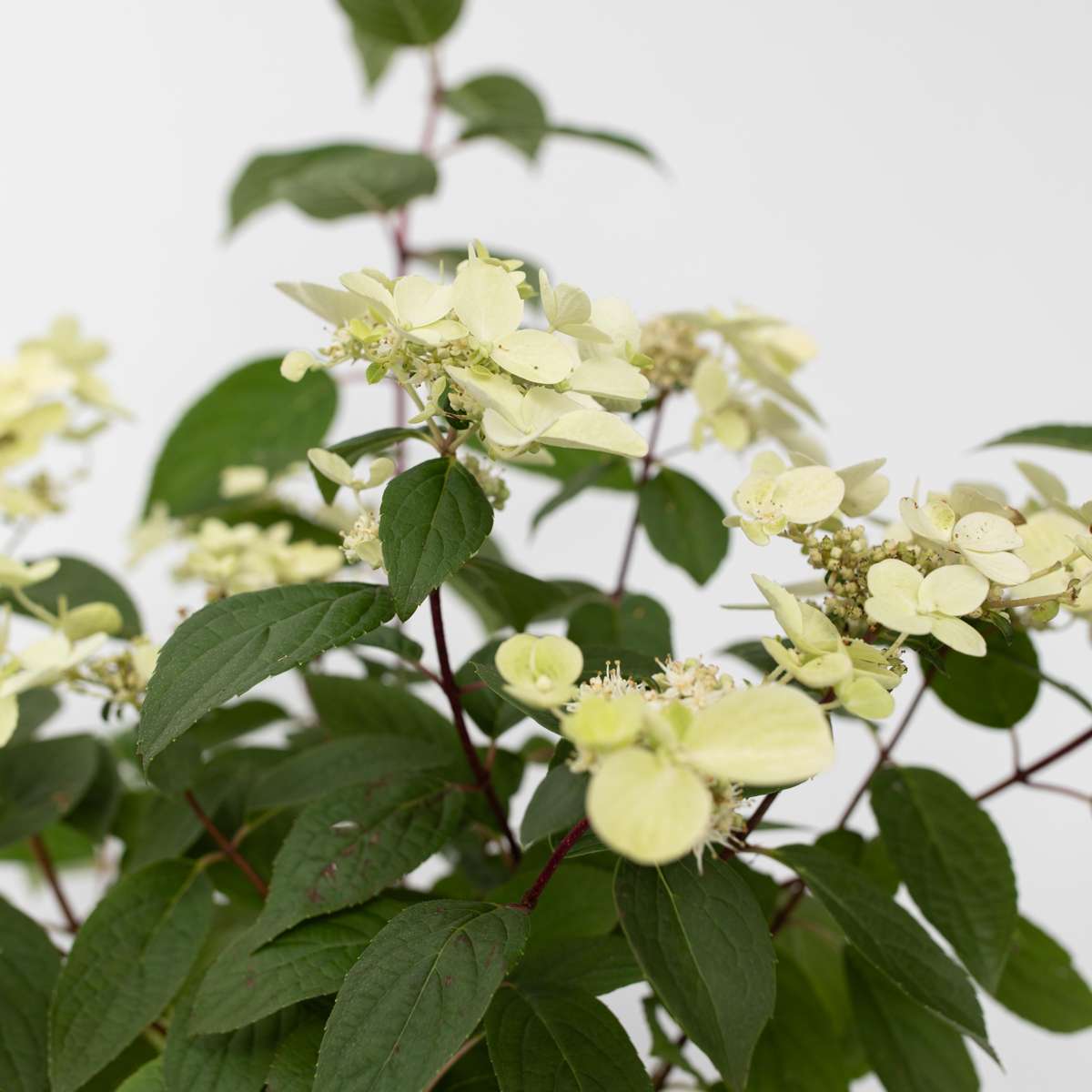 Hortensie - Hydrangea paniculata 'Wim's Red' - Înălţime 25-40cm - ⌀19cm
